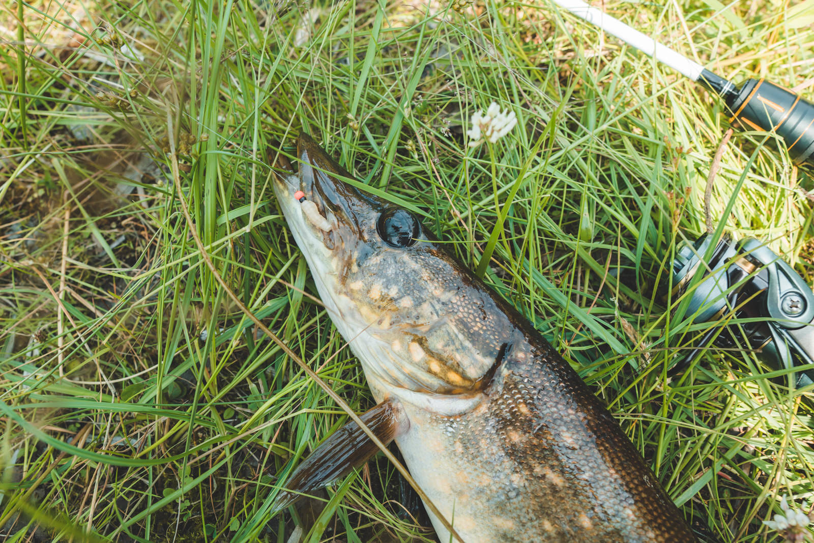 Mormyshing in a micro stream. - My, Fishing, Mormyshka, Fishermen, Spinning, Perch, Roach, Microjig, , Video, Longpost, , Video blog