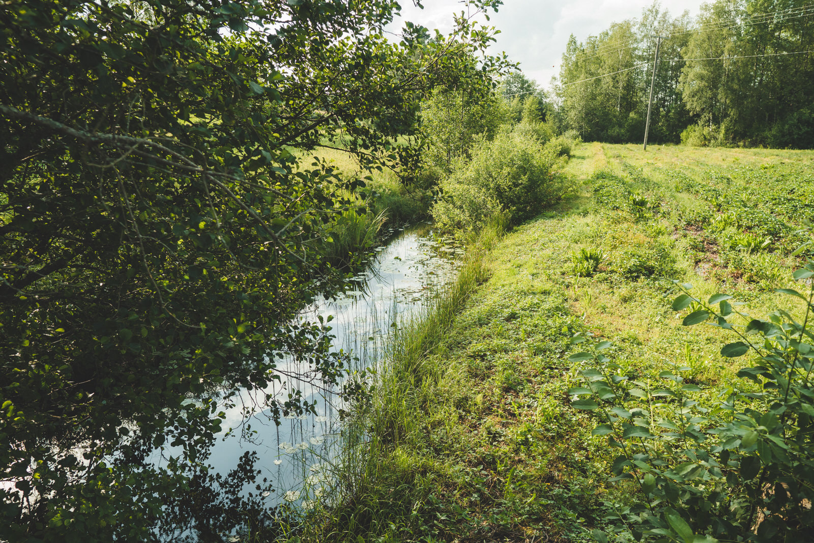 Mormyshing in a micro stream. - My, Fishing, Mormyshka, Fishermen, Spinning, Perch, Roach, Microjig, , Video, Longpost, , Video blog