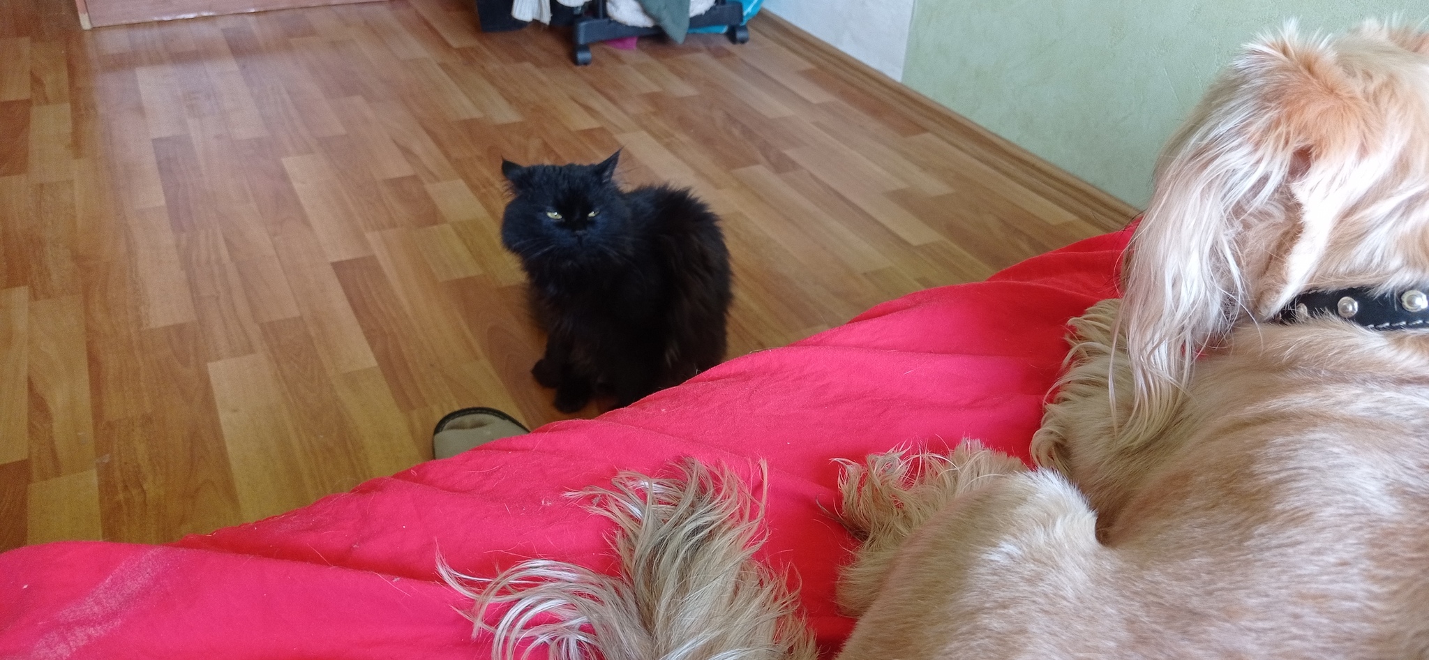 Took a seat - My, Cats and dogs together, Enmity, Dog, cat