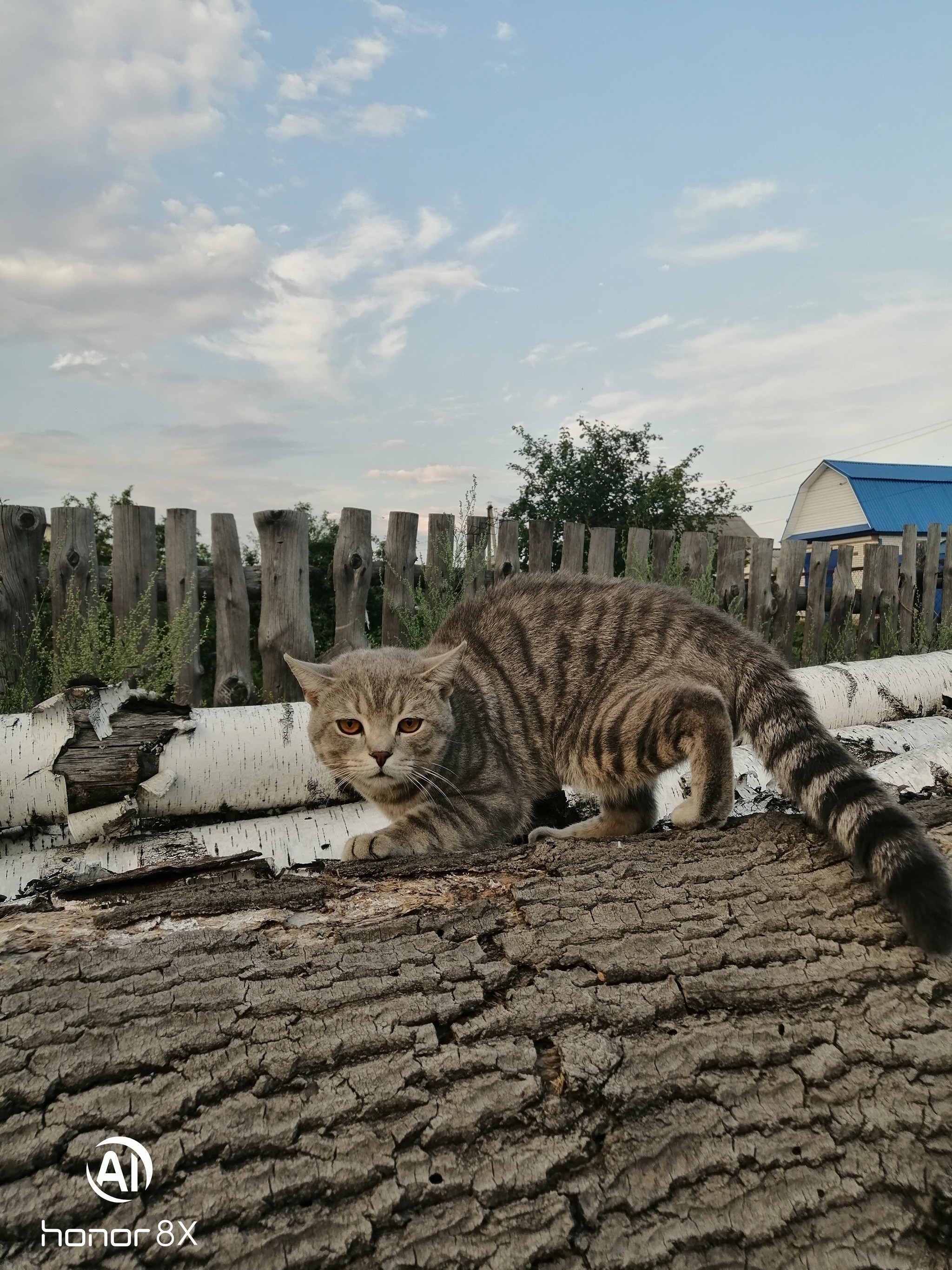 Деревенский кот - Моё, Кот, Неожиданно