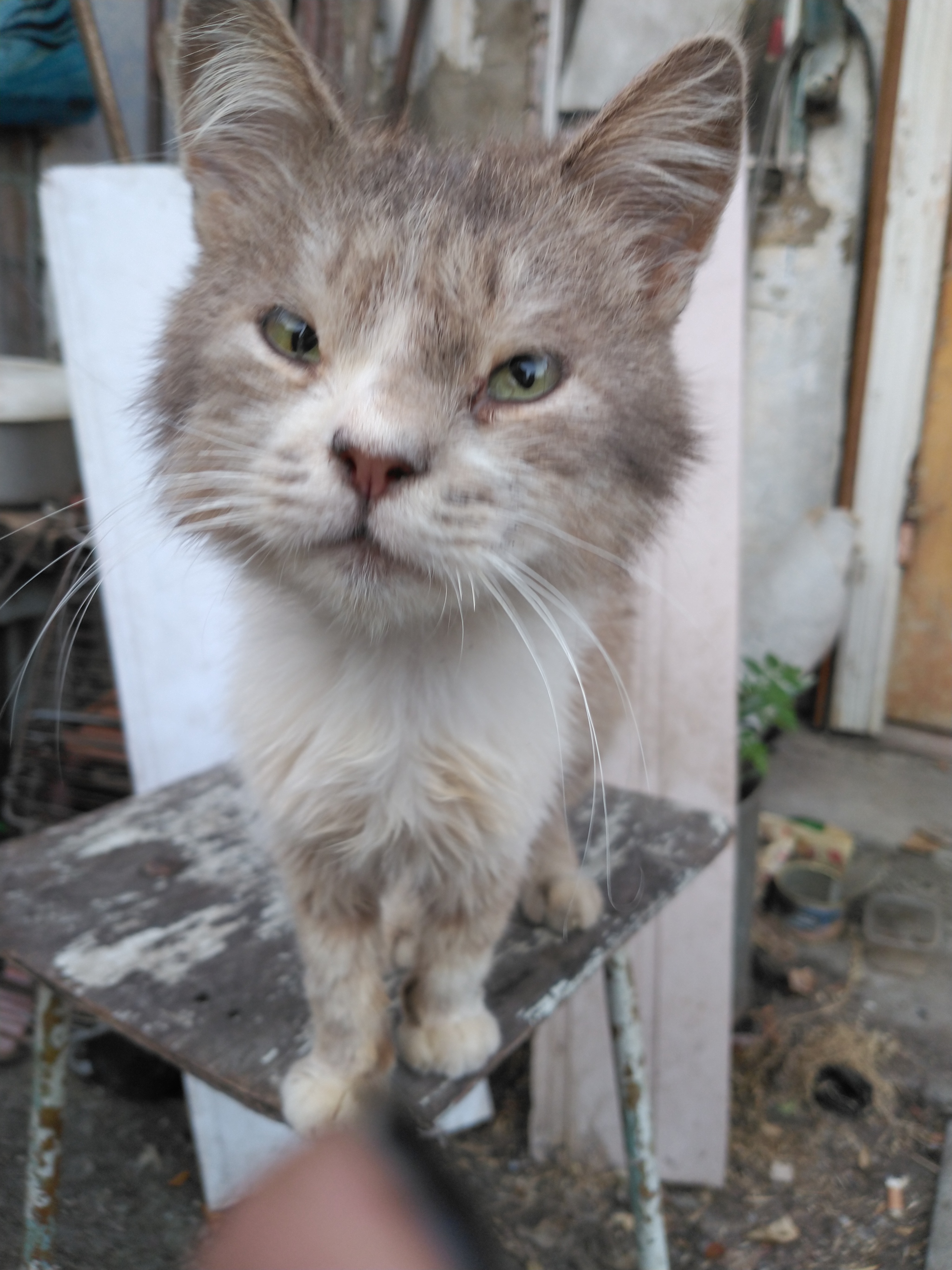 Cats - cat, House, Longpost, In good hands, Stavropol region, Tricolor cat, No rating