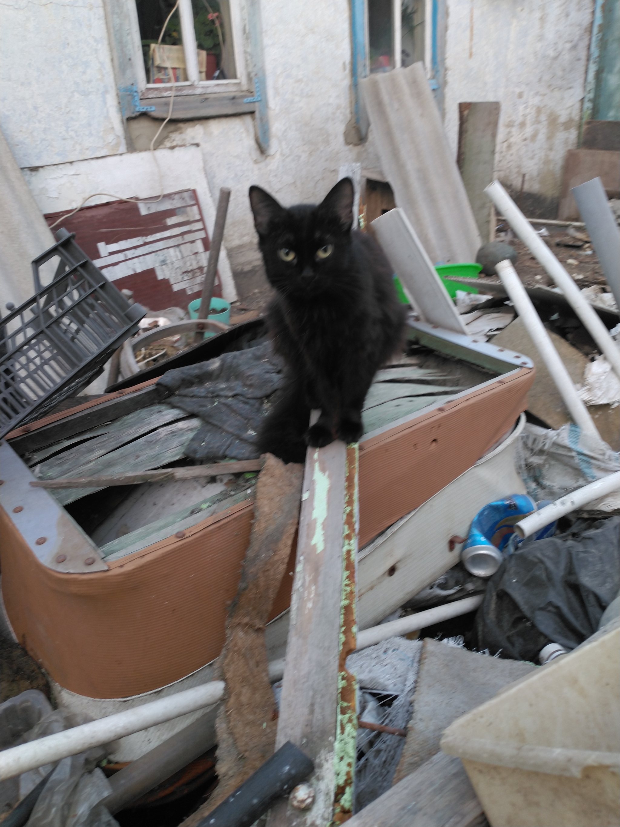 Cats - cat, House, Longpost, In good hands, Stavropol region, Tricolor cat, No rating