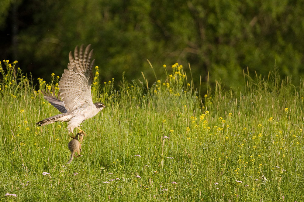 Goshawk and long-tailed ground squirrel go for a joint lunch - My, Predator birds, Mining, Hawk Grouse, Altai, Mountain Altai, wildlife, The photo, Altai Republic