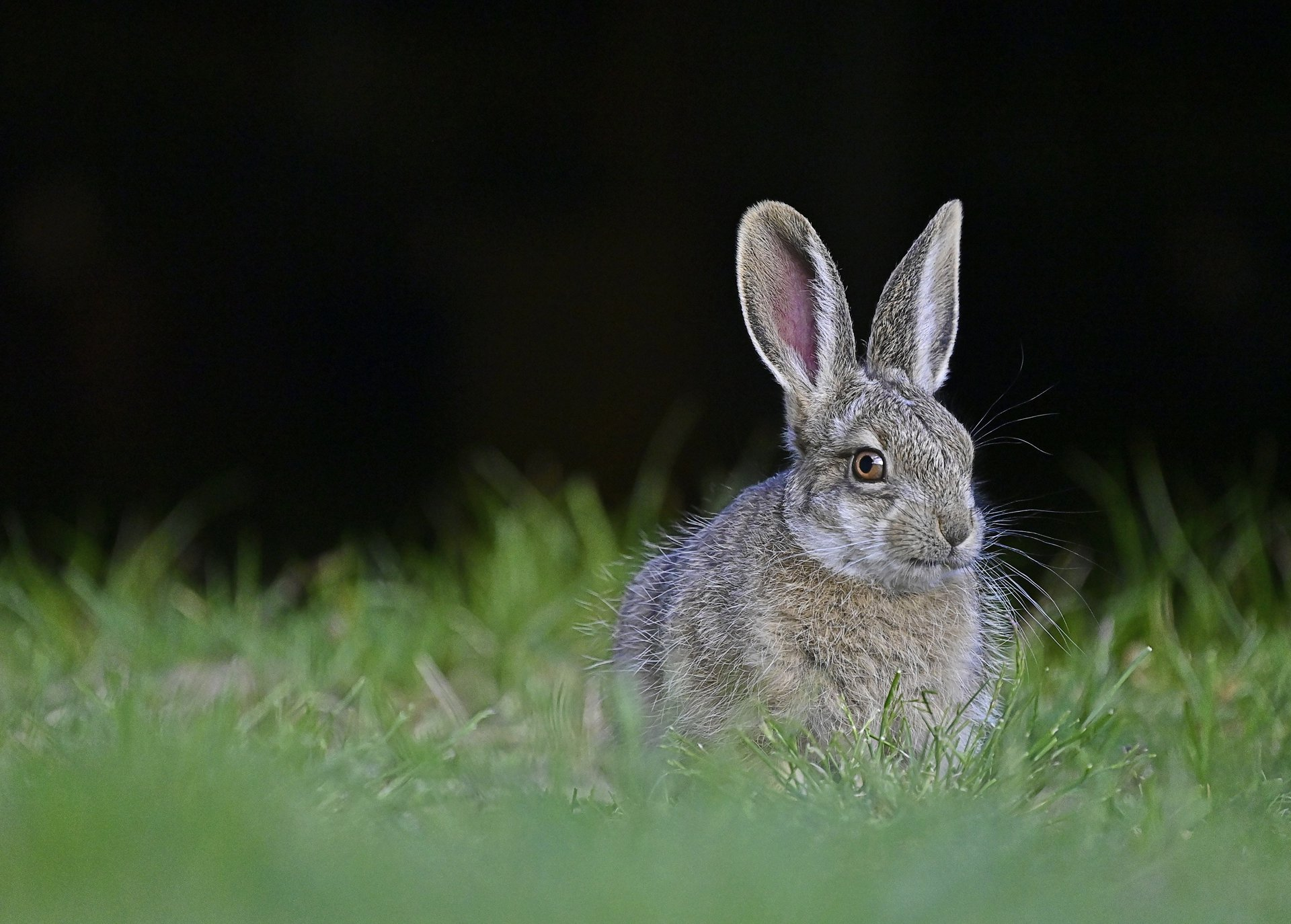 Ears on the crown - Hare, Wild animals, wildlife, The national geographic, The photo, beauty of nature, Morning, Altai, , Animals, Mammals, Altai Republic