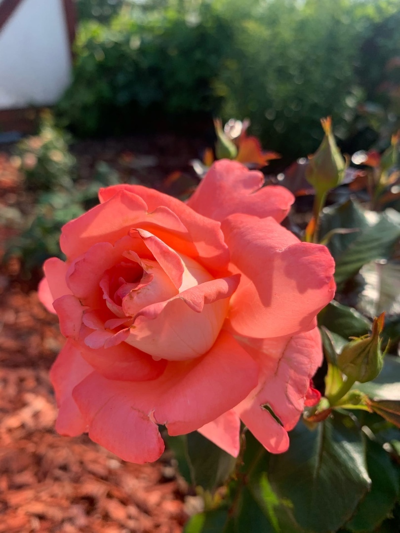 Last nitrogen fertilization for Roses in July - My, the Rose, Garden, Sprout, Feeding, Longpost