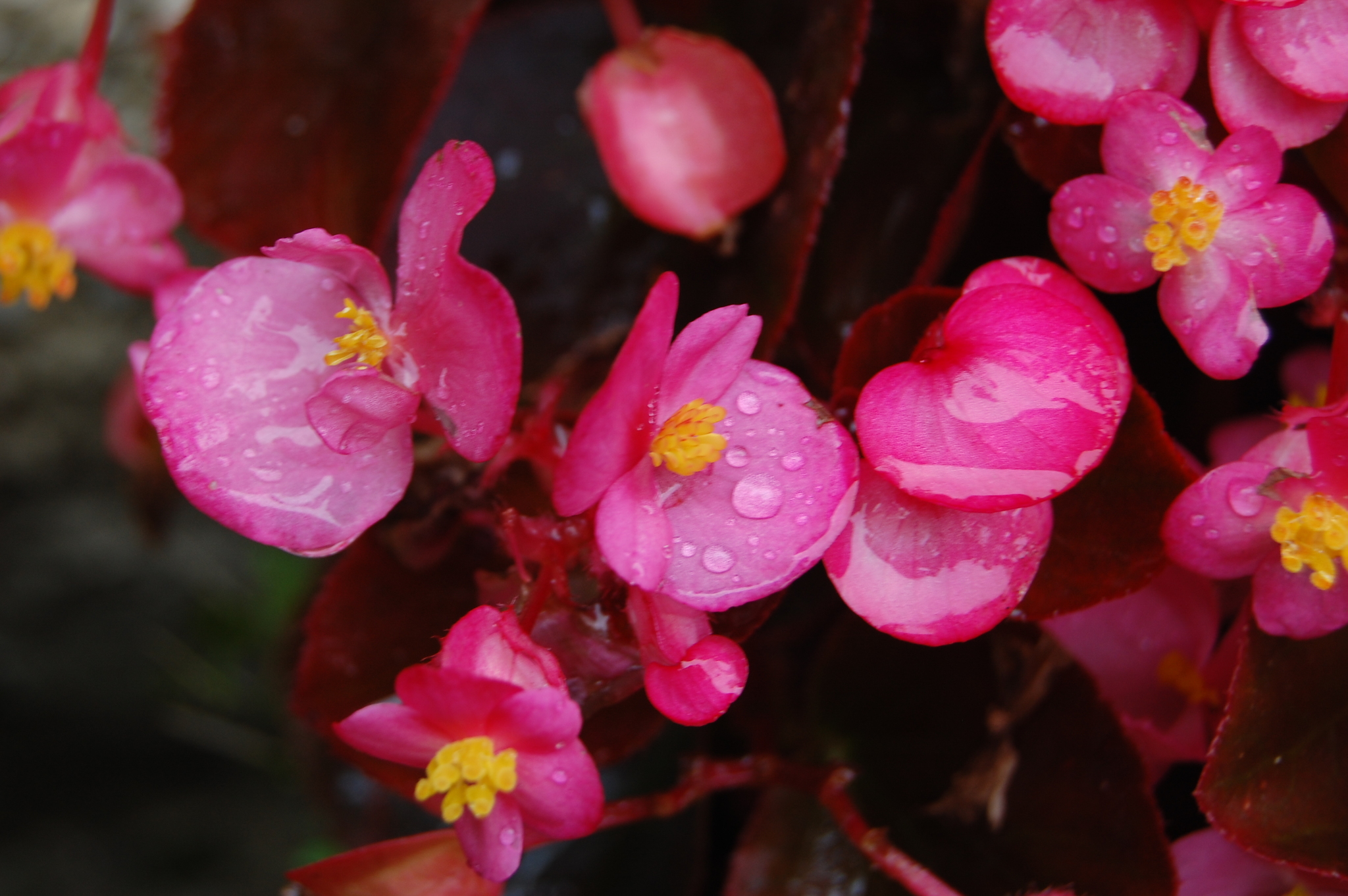 Flowers - My, Beginning photographer, The photo, Nature, Flowers