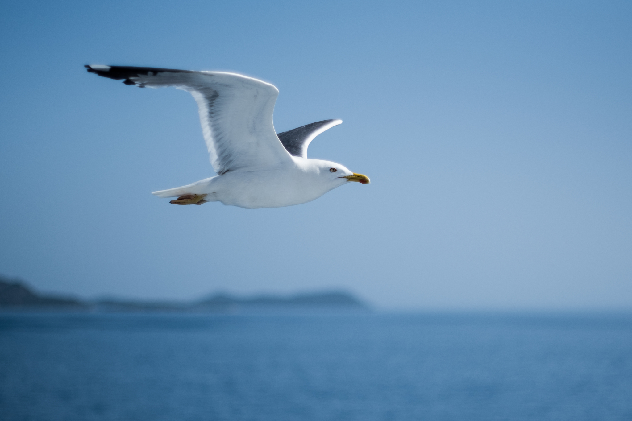 Gull - My, The photo, Travels, Greece, Seagulls, Birds