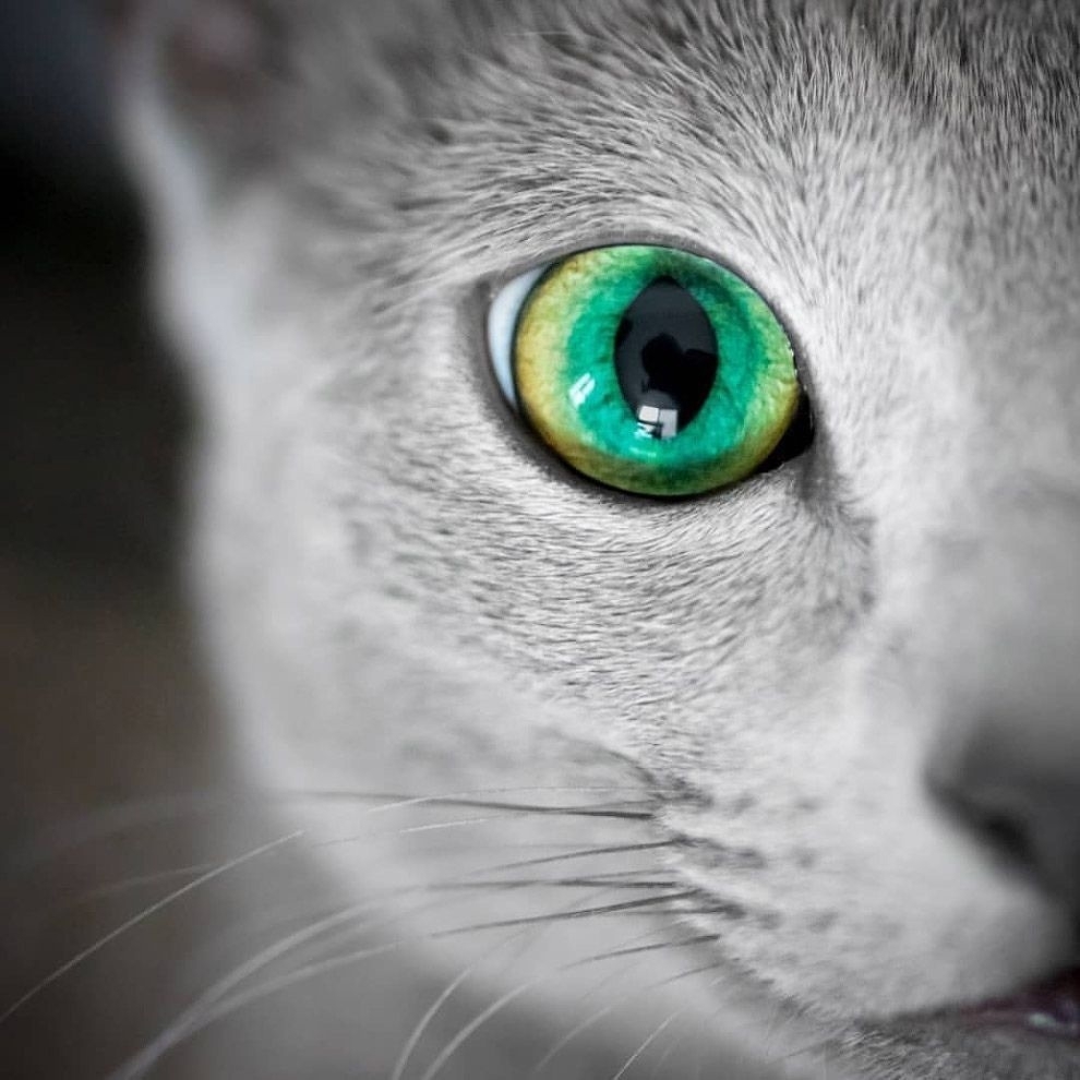 Beautiful eyes like glass beads - My, cat, Grey