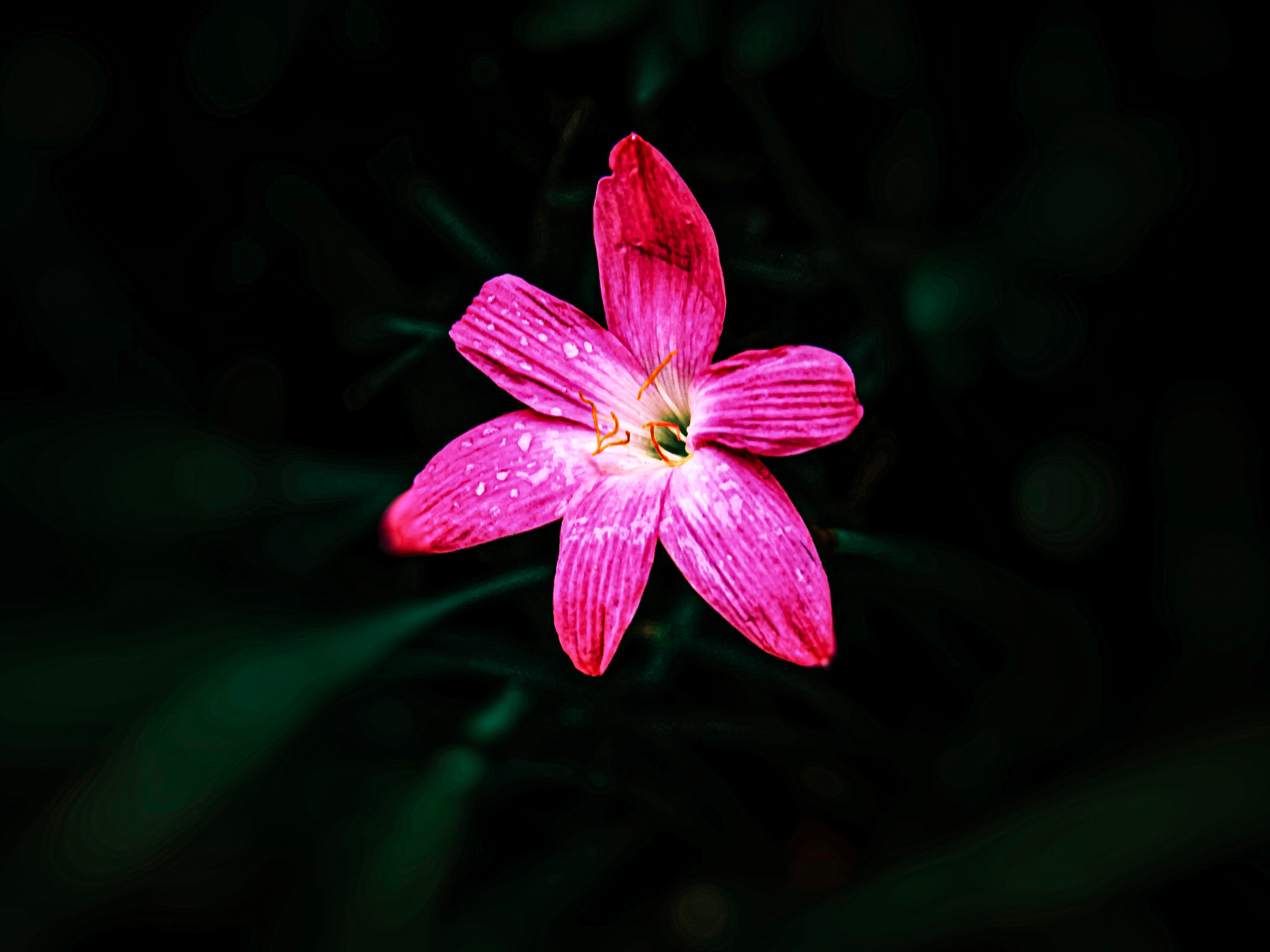 just a flower - My, beauty of nature, Nature, Flowers, The photo, Lightroom, I want criticism