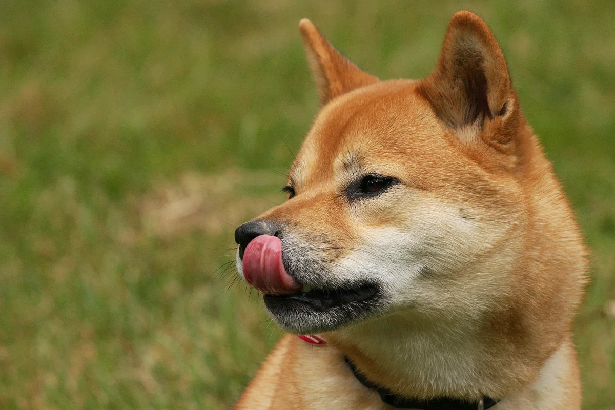 Shiba Inu - the national treasure of Japan: the disadvantages of a hunting breed that you can put up with - Animals, Dog, Shiba Inu, Yandex Zen, Longpost