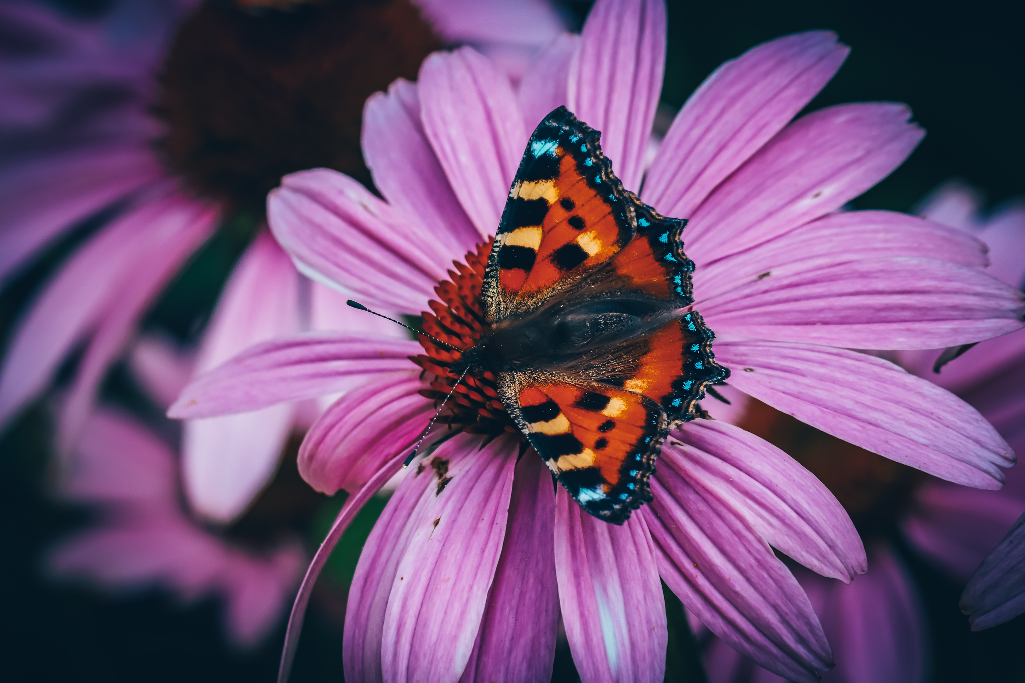 Butterflies - My, Insects, Butterfly, The photo, Nature, Summer, Longpost