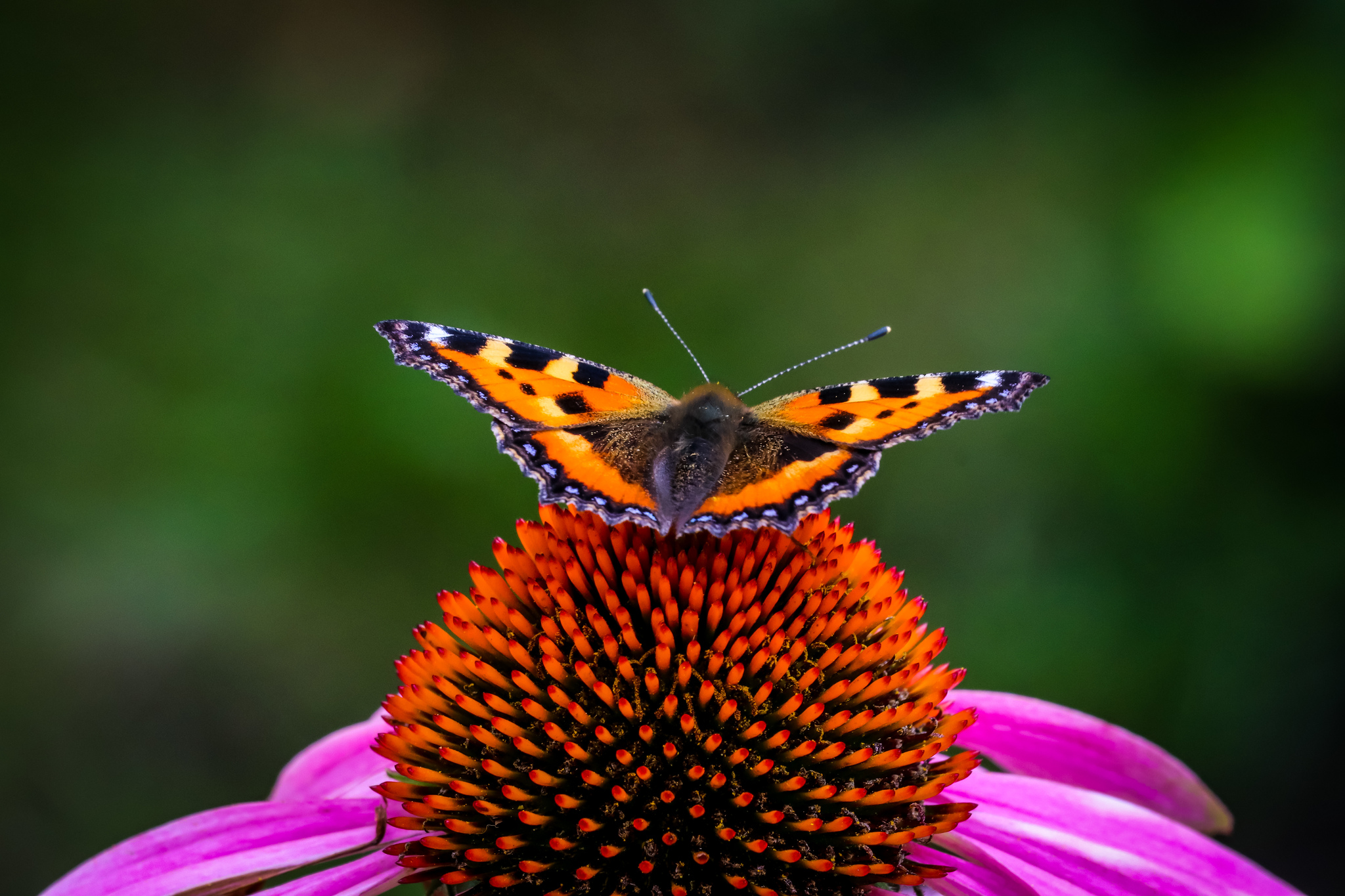 Butterflies - My, Insects, Butterfly, The photo, Nature, Summer, Longpost