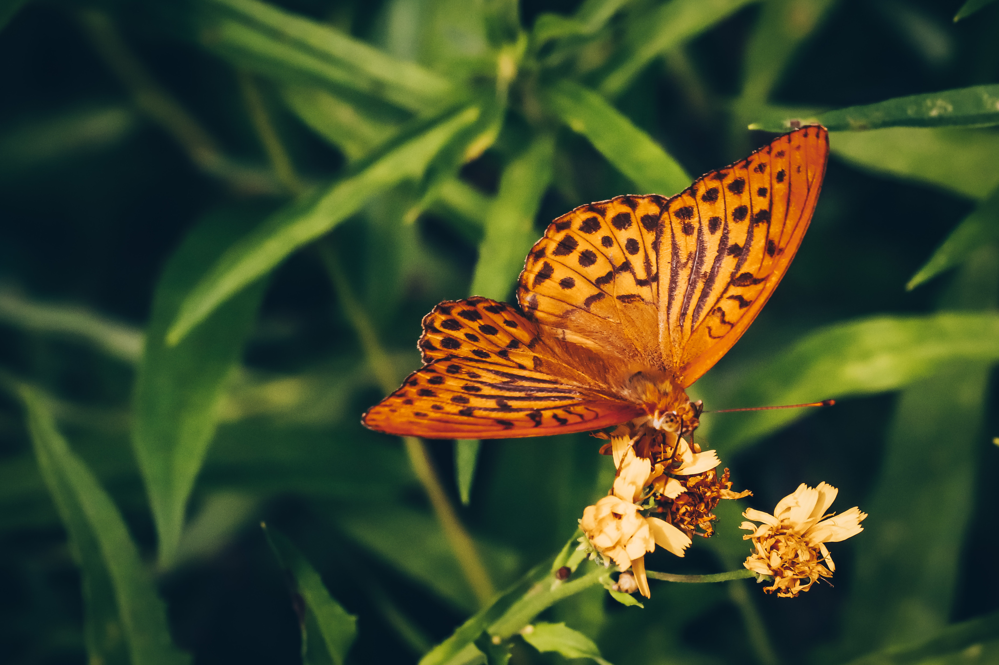 Butterflies - My, Insects, Butterfly, The photo, Nature, Summer, Longpost