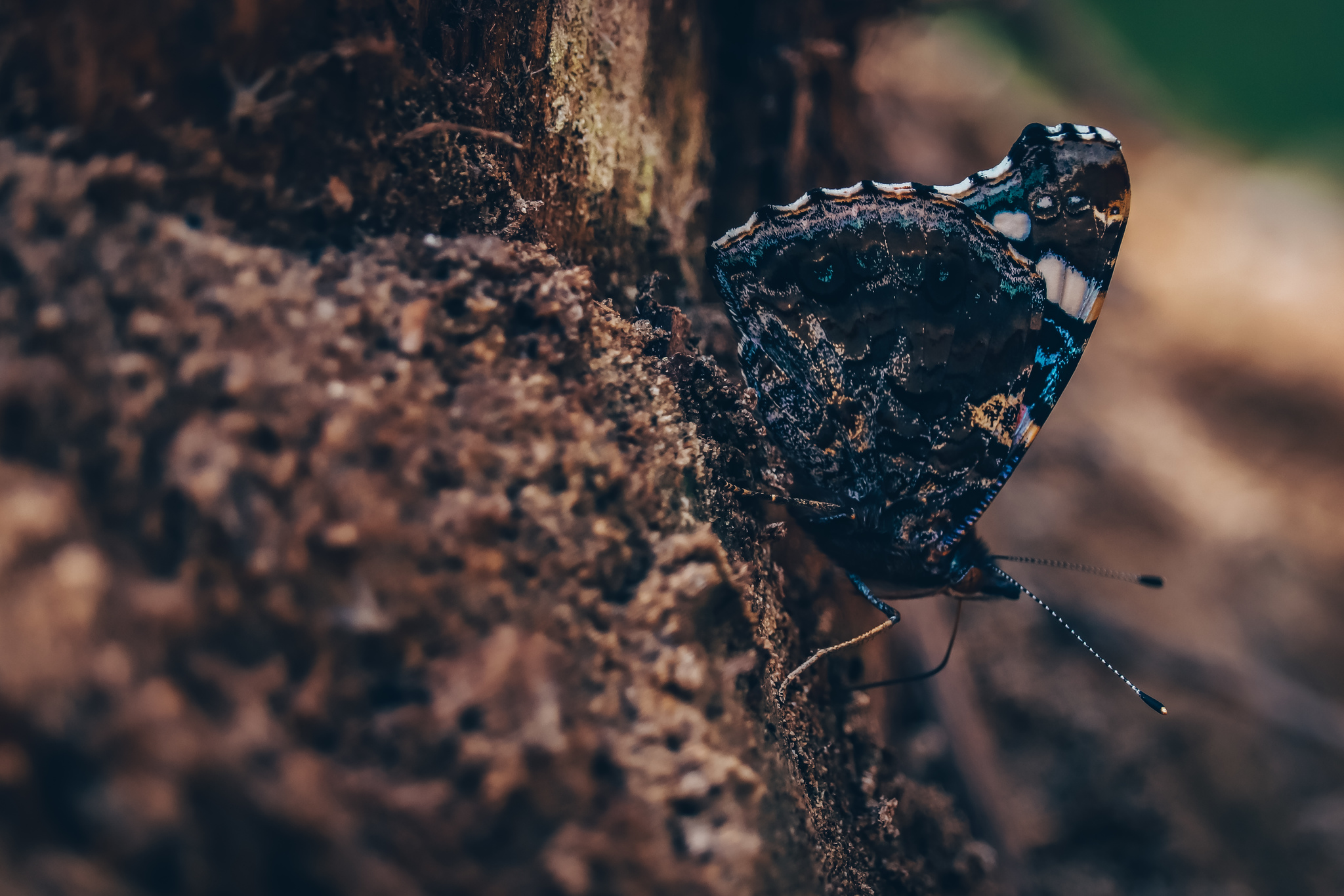 Butterflies - My, Insects, Butterfly, The photo, Nature, Summer, Longpost