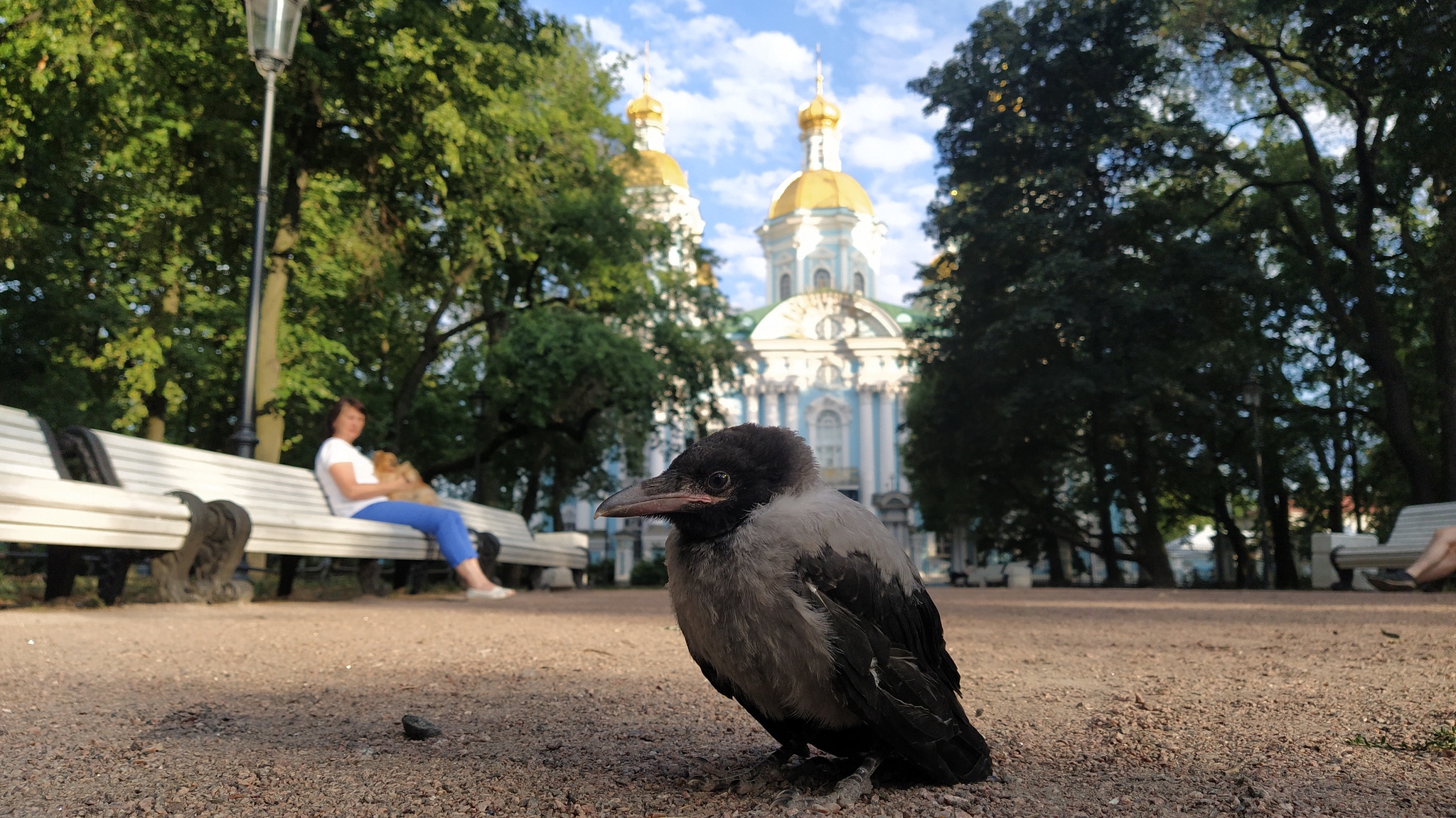 Fresh crow, brand new! - My, Birds, Grey Crow, Chick, Saint Petersburg, Longpost