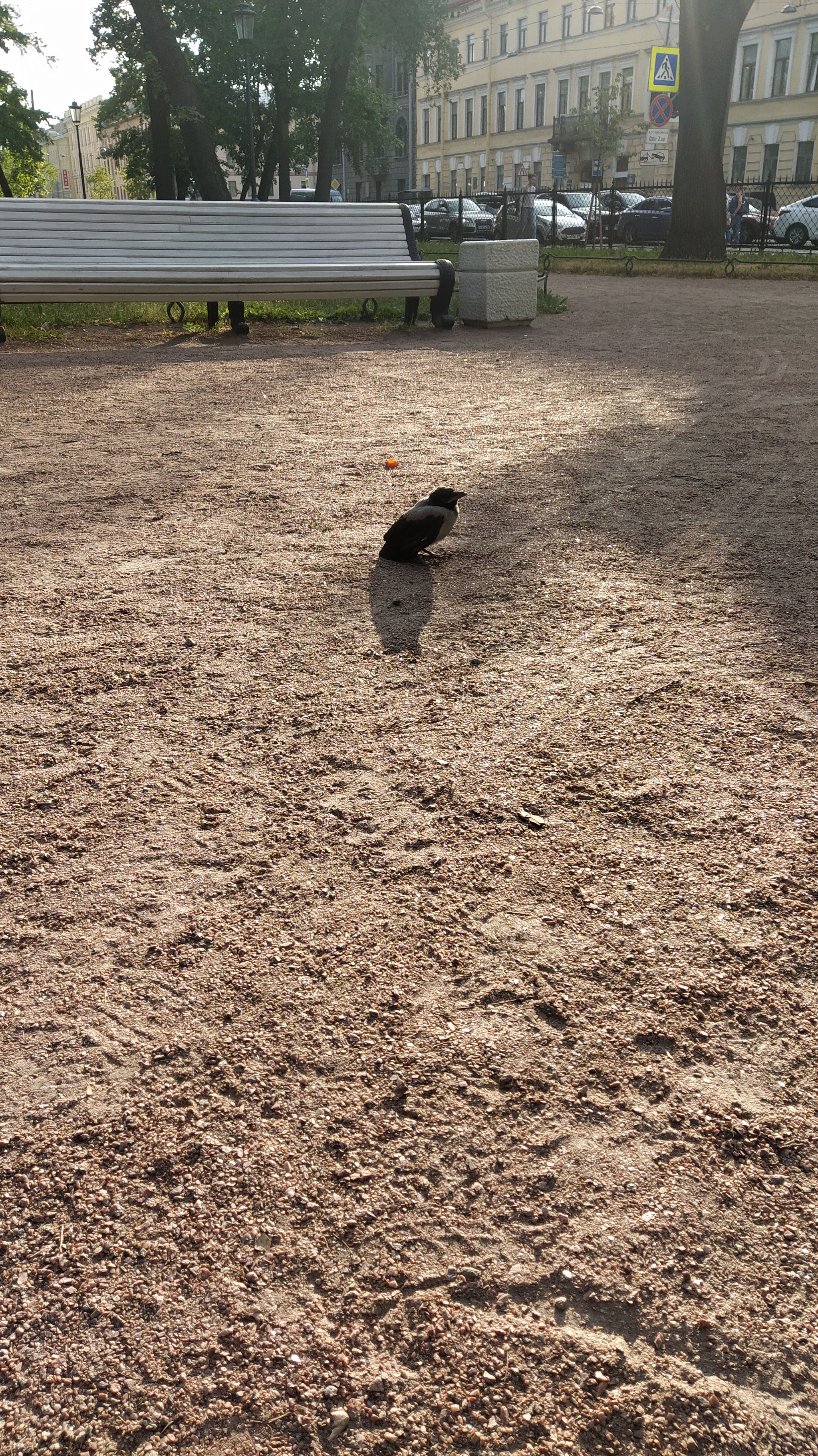 Fresh crow, brand new! - My, Birds, Grey Crow, Chick, Saint Petersburg, Longpost