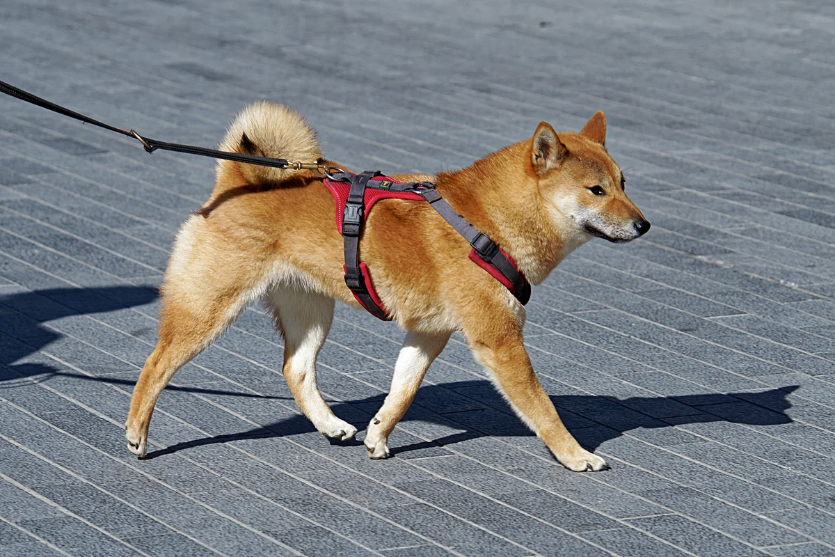 Shiba Inu - the national treasure of Japan: the disadvantages of a hunting breed that you can put up with - Animals, Dog, Shiba Inu, Yandex Zen, Longpost