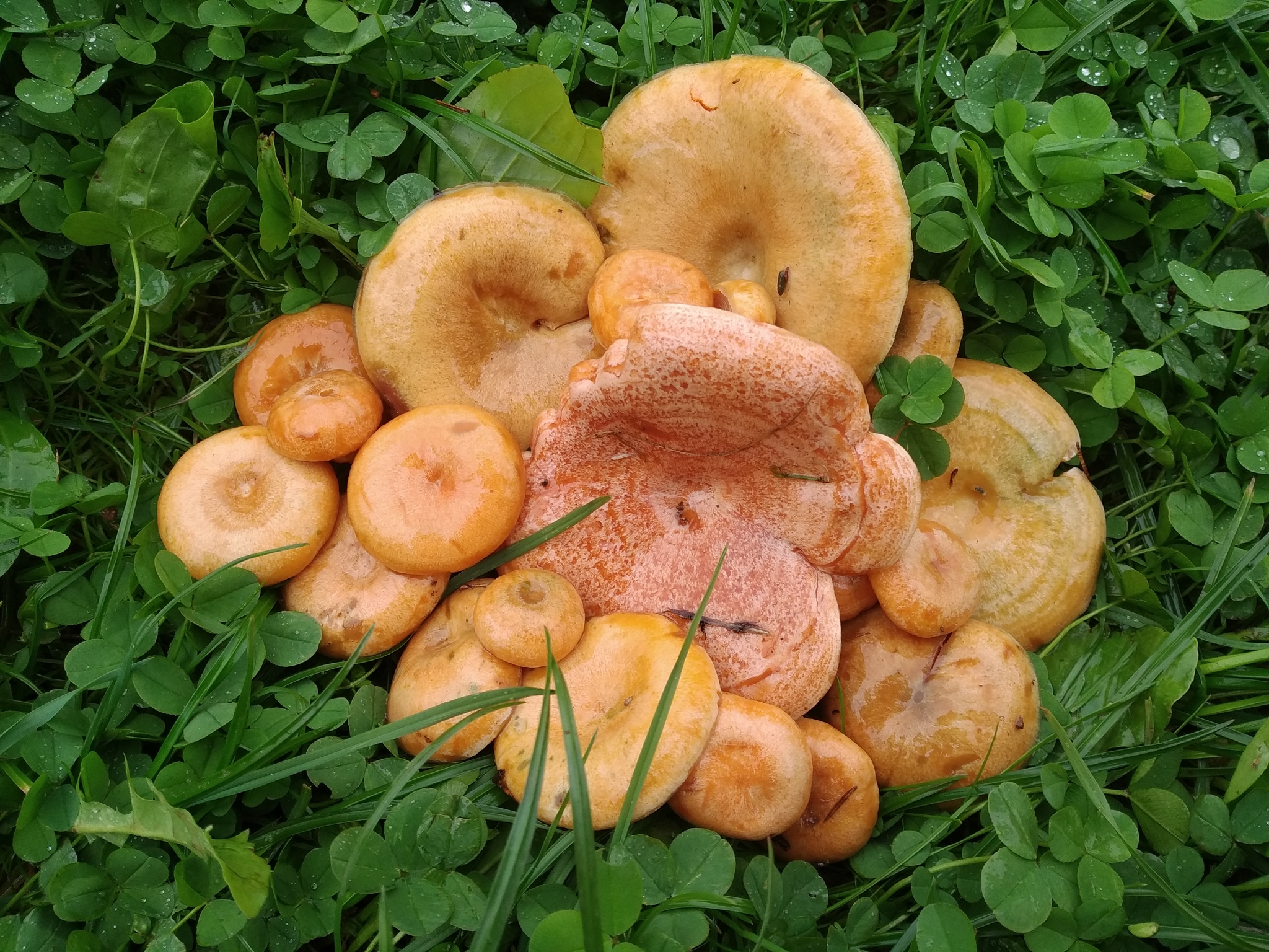 Mushroom season in pictures! - My, Nature, Forest, Mushrooms, Longpost