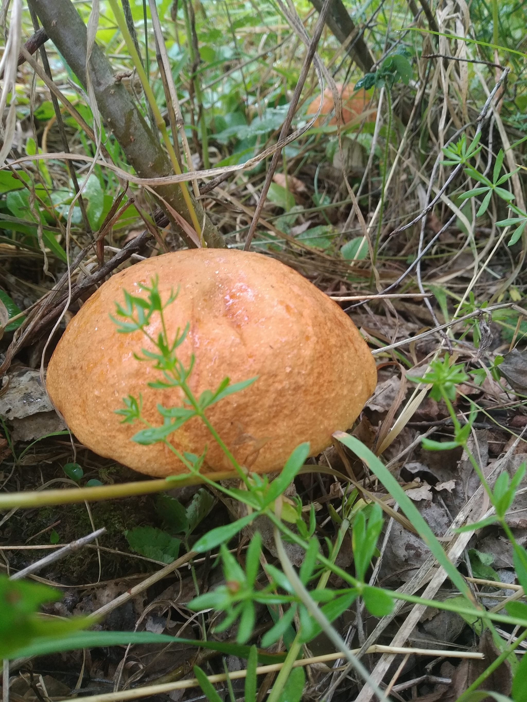 Mushroom season in pictures! - My, Nature, Forest, Mushrooms, Longpost