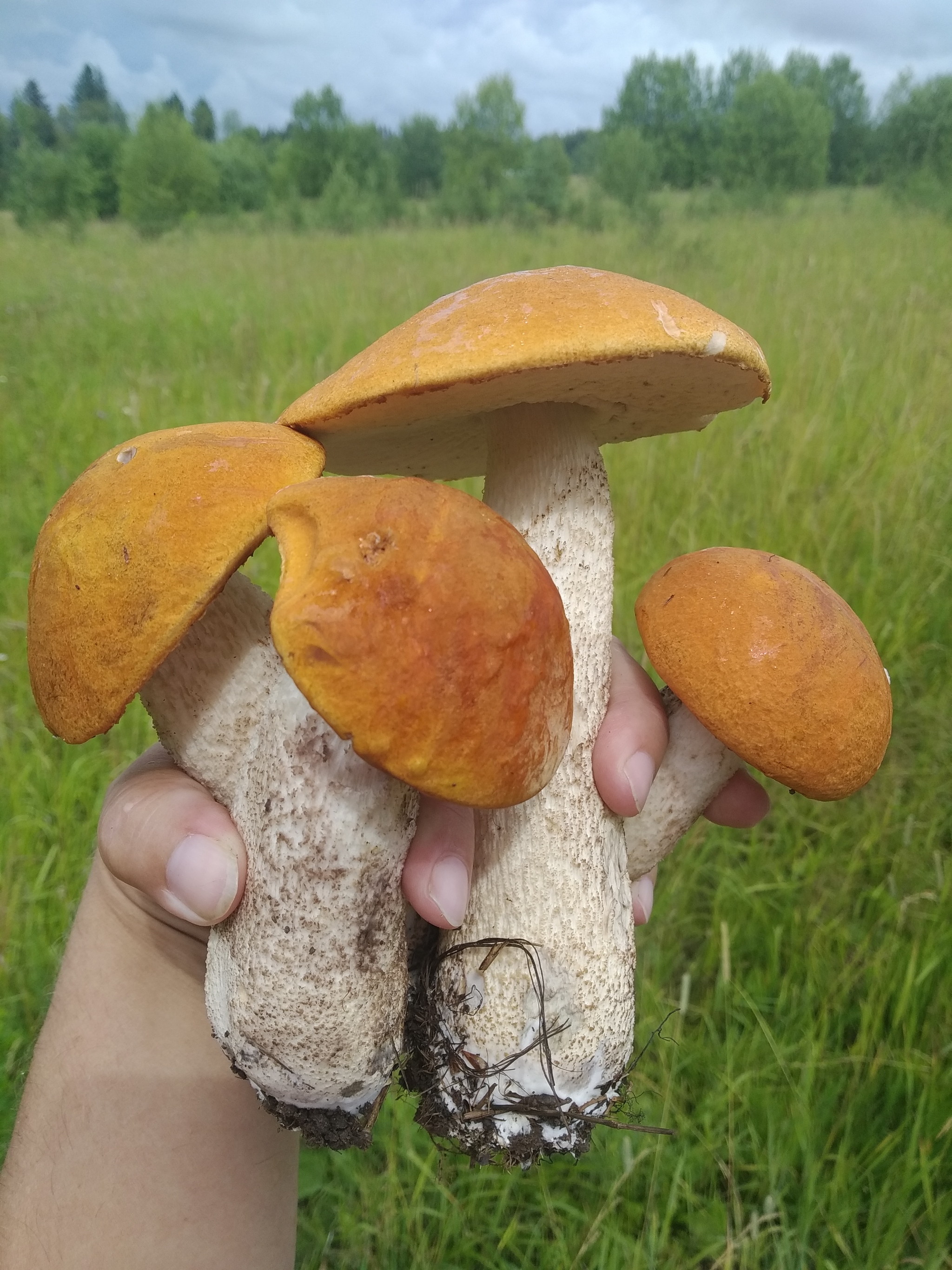 Mushroom season in pictures! - My, Nature, Forest, Mushrooms, Longpost