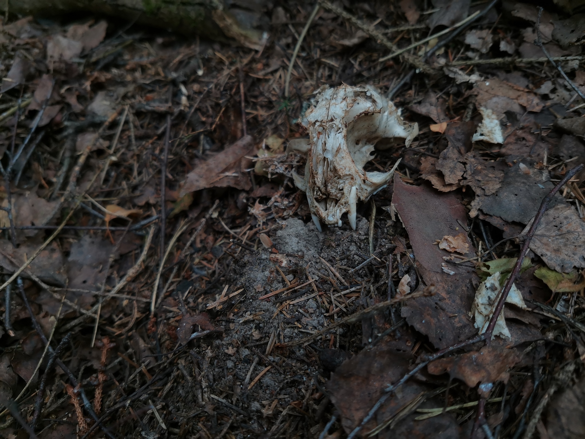 An unexpected surprise in the forest - My, Forest, The photo, Scull