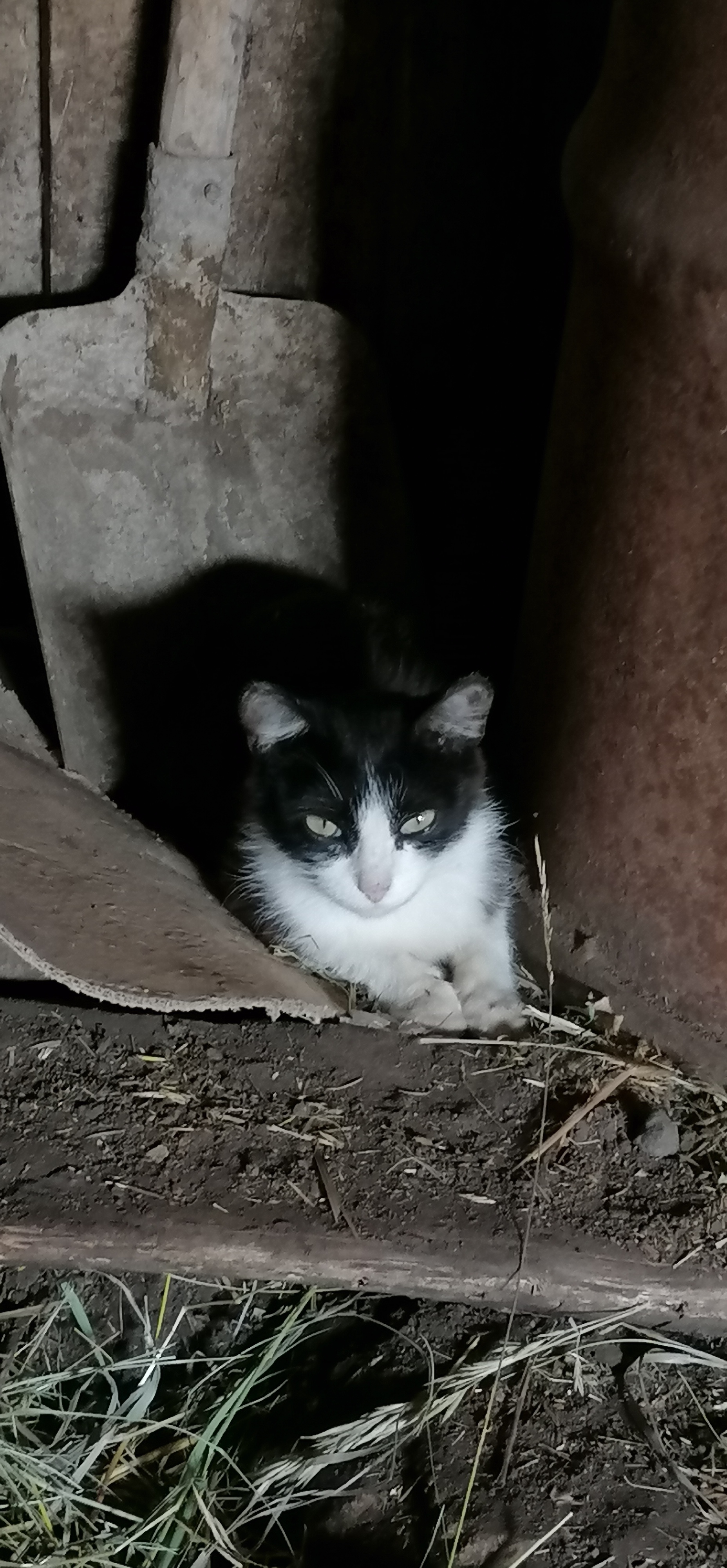 in the cool - My, Village, cat, Heat, Pastoral, Longpost