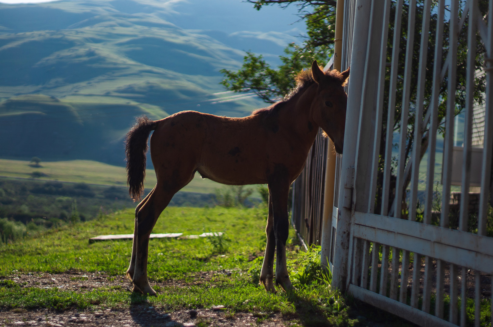 How we rescued a foal in the mountains. - My, Animal Rescue, Stable, Horses, Foal, Longpost