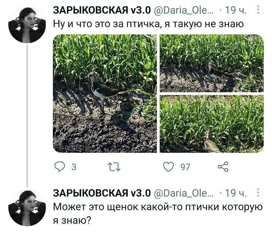 Открытие нового вида - щенок птички - Открытие, Вид, Щенки, Twitter