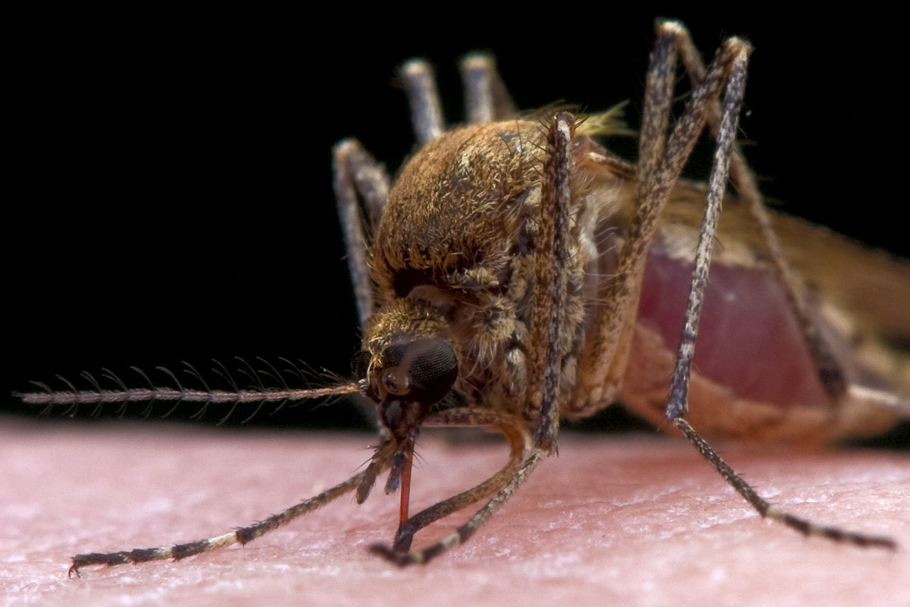 Самка Culex pipiens плотно ужинает готовясь к вечернему выступлению - Моё, Фотография, Макросъемка, Комары, Насекомые