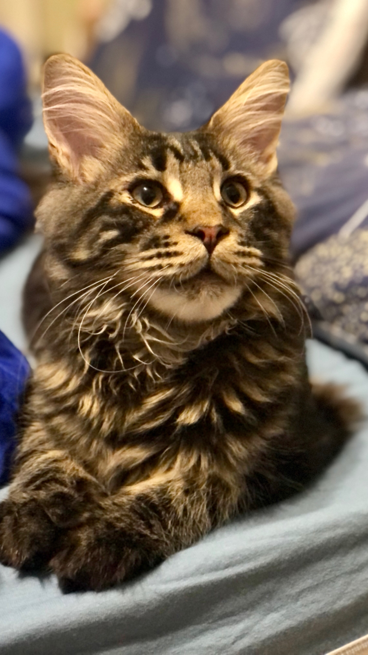 Cat has grown up, 5 months - My, Maine Coon, Archie, Longpost, cat