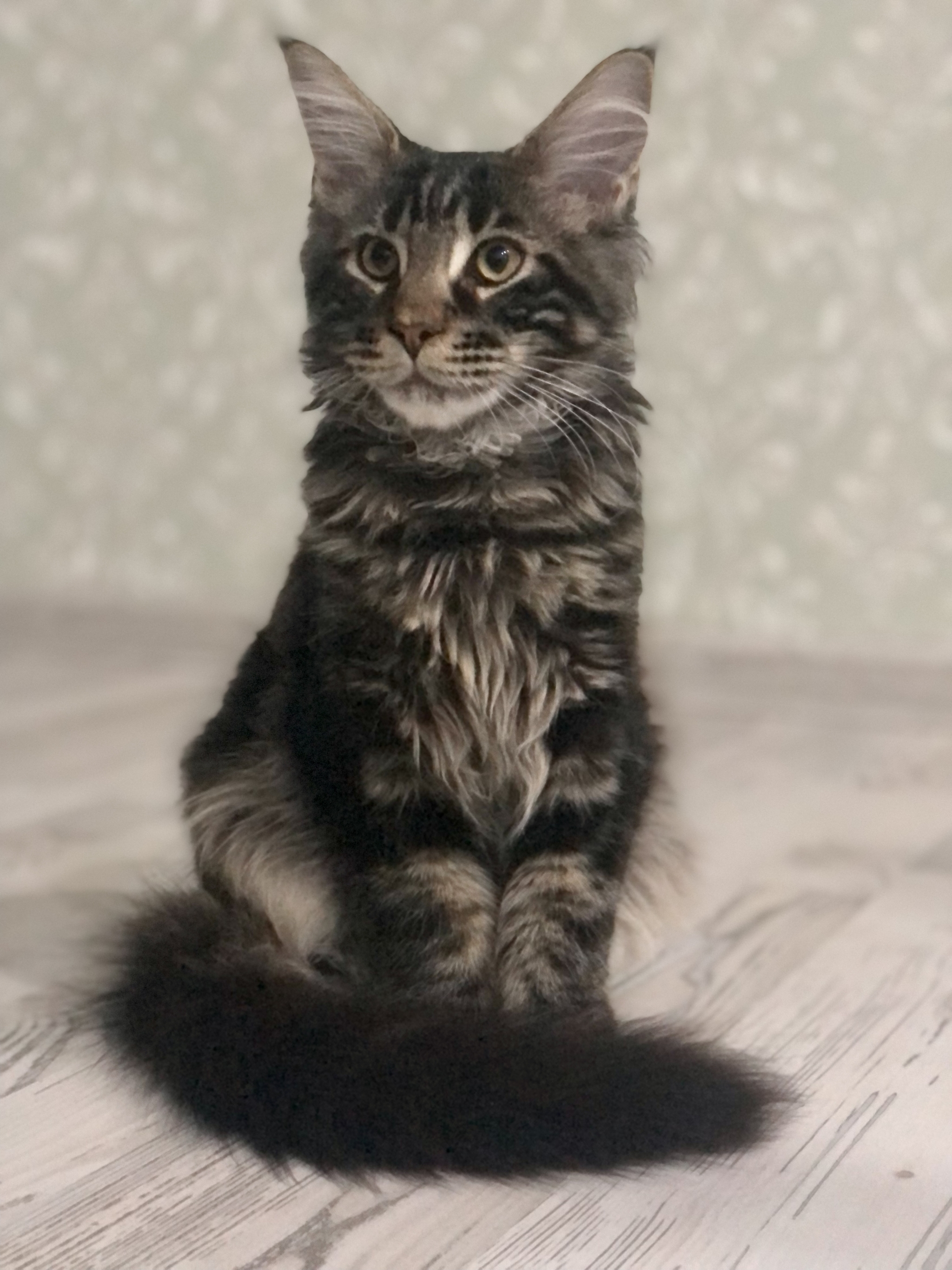 Cat has grown up, 5 months - My, Maine Coon, Archie, Longpost, cat