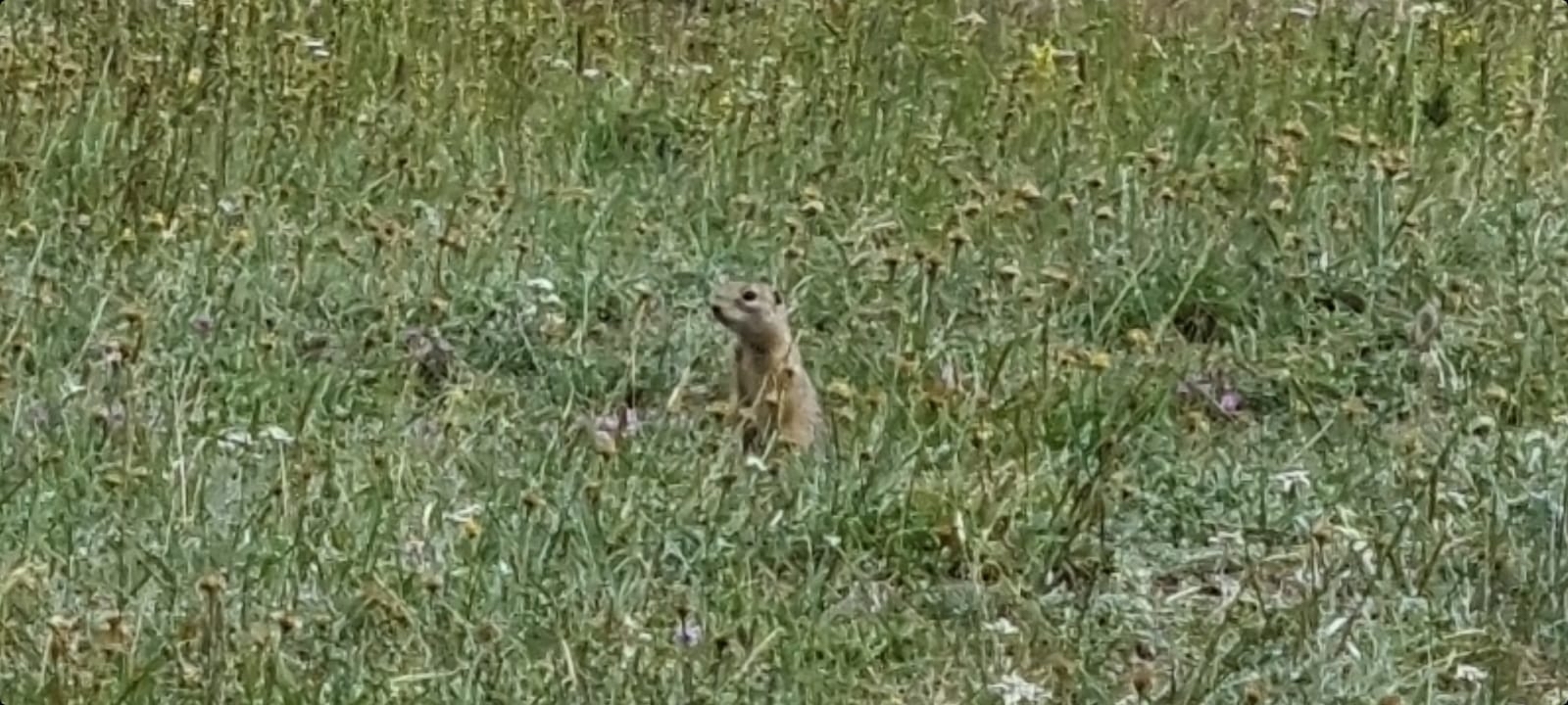 Do you see the gopher? And he is! - My, Altai, Meadows, Nature, Gopher, Altai Republic