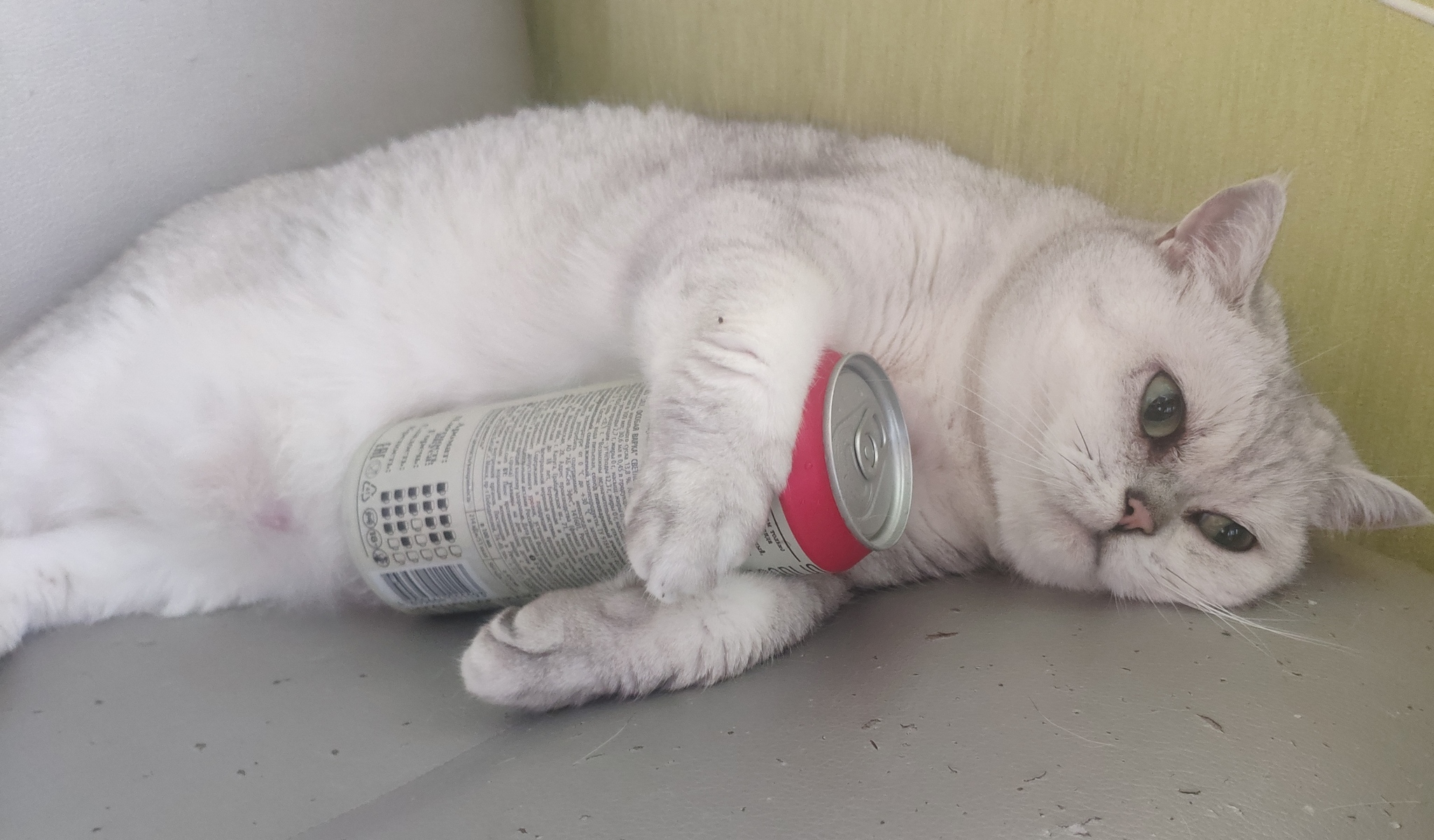 Cat drunk - grief in the family - cat, Heat, Beer