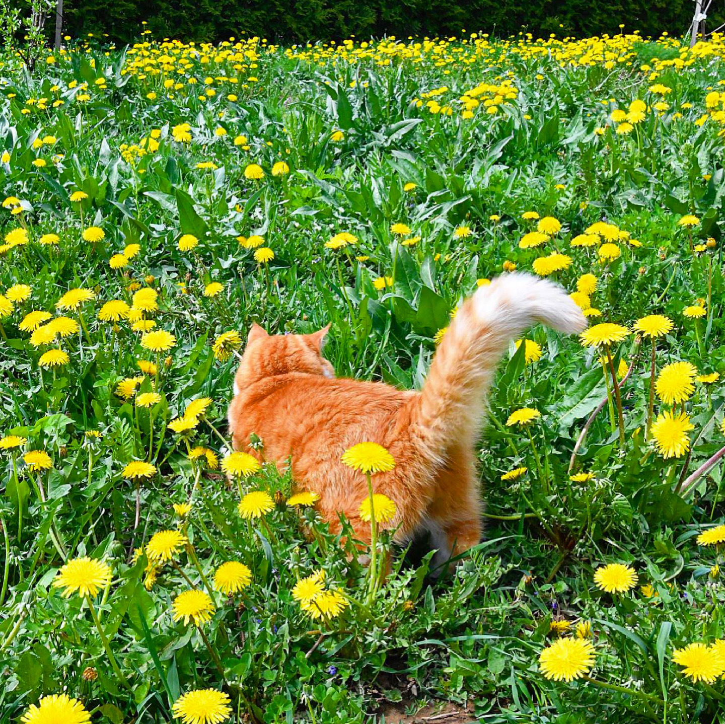 Ginger! - My, cat, Redheads, Longpost