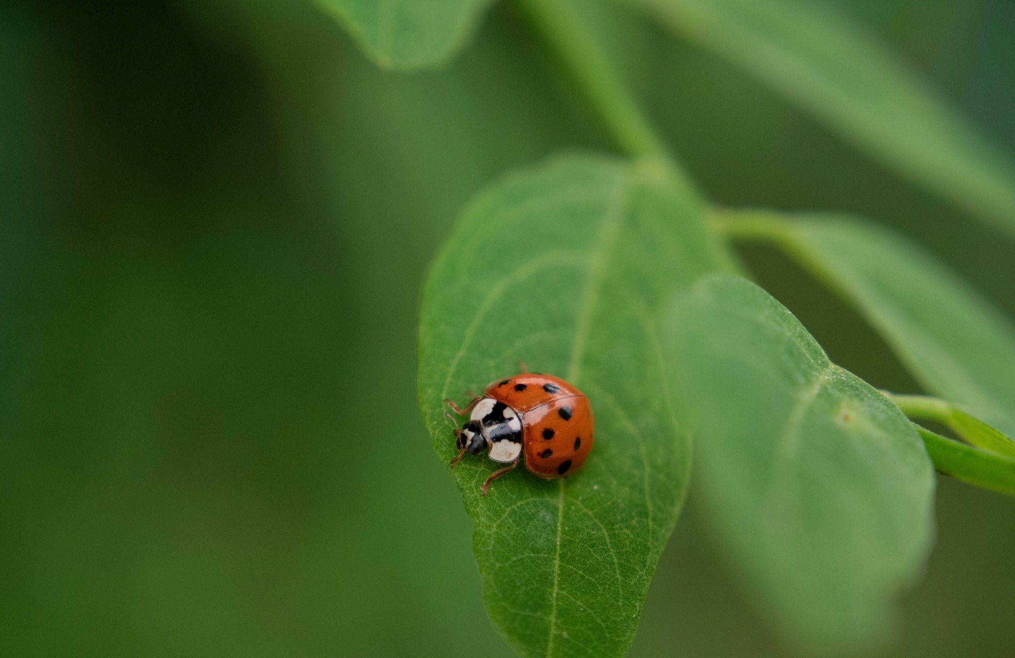 ladybug - My, Macro photography, The photo, ladybug, Summer