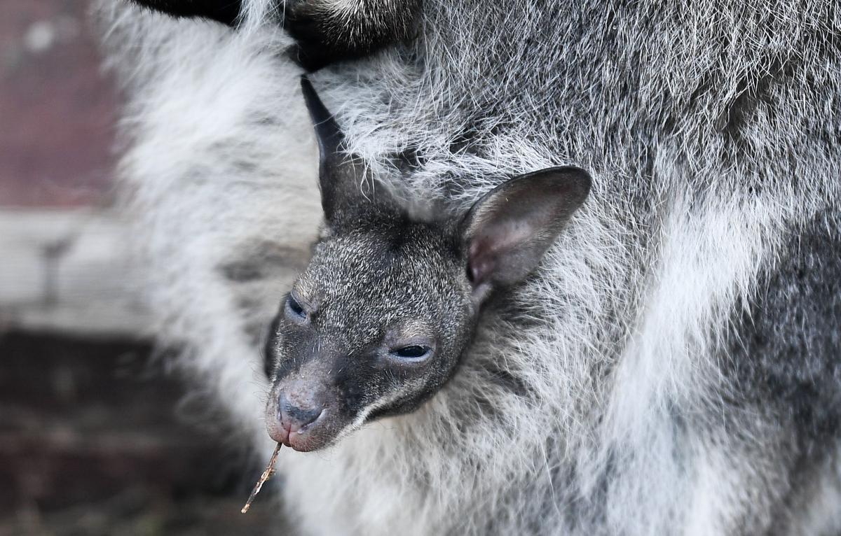 Babies from Australia: pocket kangaroo baby born at Moscow Zoo - Kangaroo, Wild animals, Young, Moscow Zoo, Positive, Longpost, Animal Rescue, Animal protection