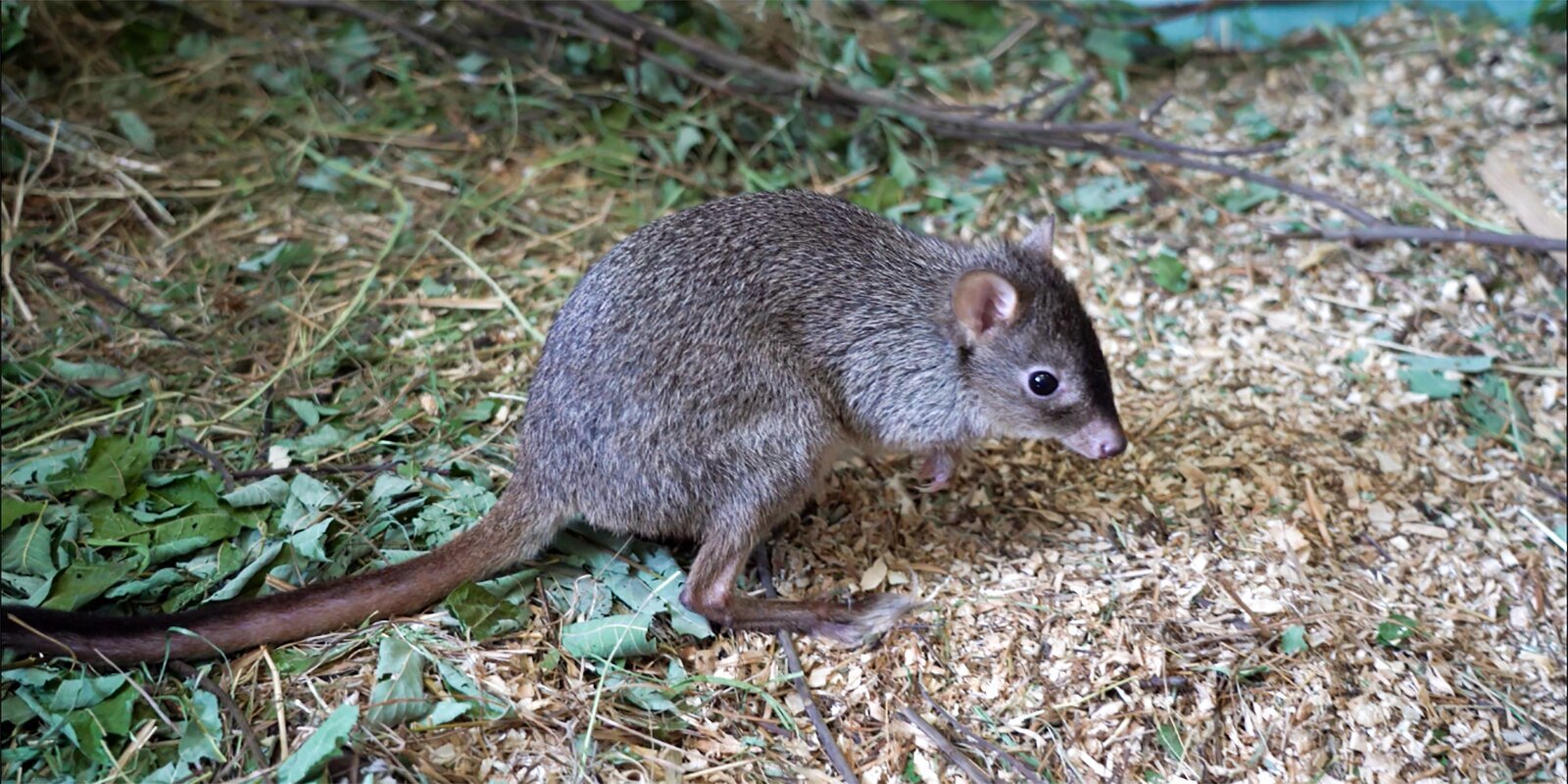 Babies from Australia: pocket kangaroo baby born at Moscow Zoo - Kangaroo, Wild animals, Young, Moscow Zoo, Positive, Longpost, Animal Rescue, Animal protection