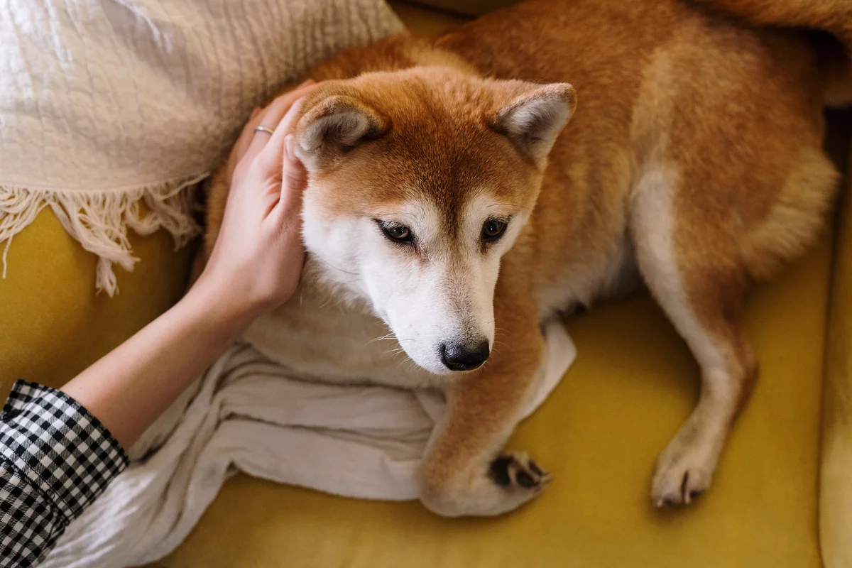 Shiba Inu - the national treasure of Japan: the disadvantages of a hunting breed that you can put up with - Animals, Dog, Shiba Inu, Yandex Zen, Longpost