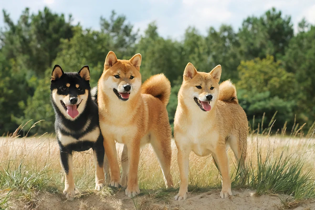 Shiba Inu - the national treasure of Japan: the disadvantages of a hunting breed that you can put up with - Animals, Dog, Shiba Inu, Yandex Zen, Longpost