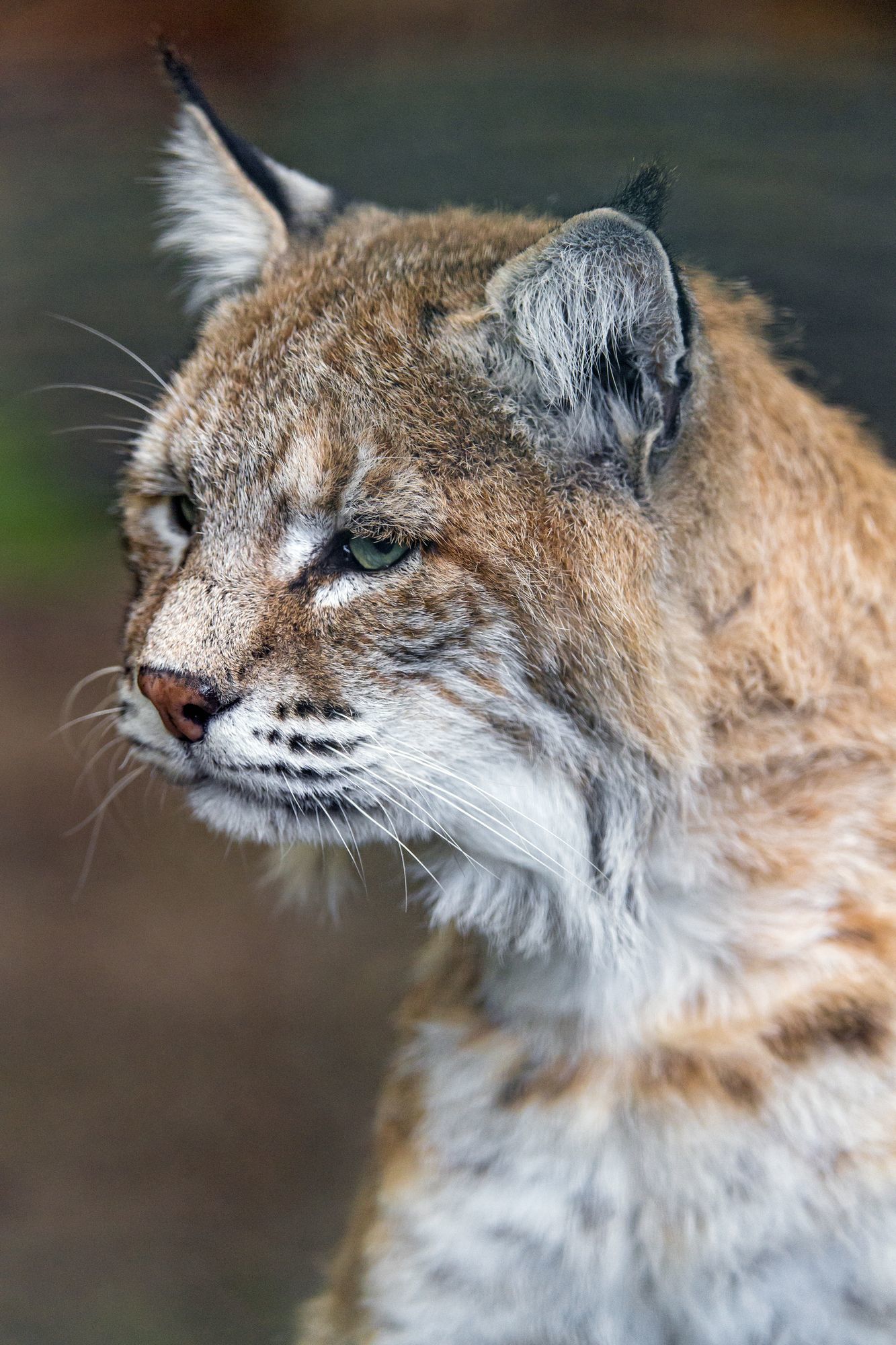 Lynx - Lynx, Small cats, Cat family, Animals, Zoo, The photo, Longpost, Sleepiness