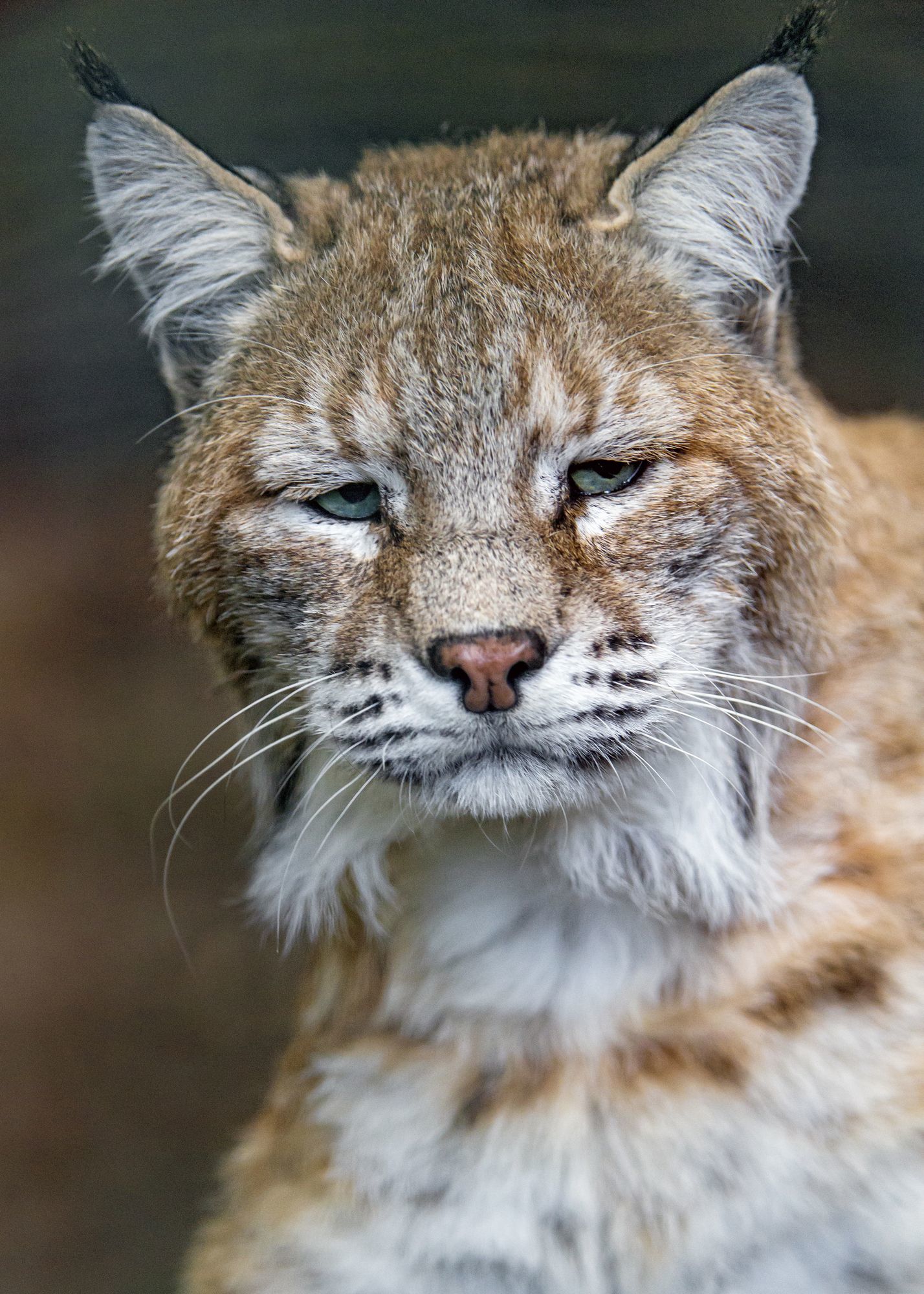 Lynx - Lynx, Small cats, Cat family, Animals, Zoo, The photo, Longpost, Sleepiness