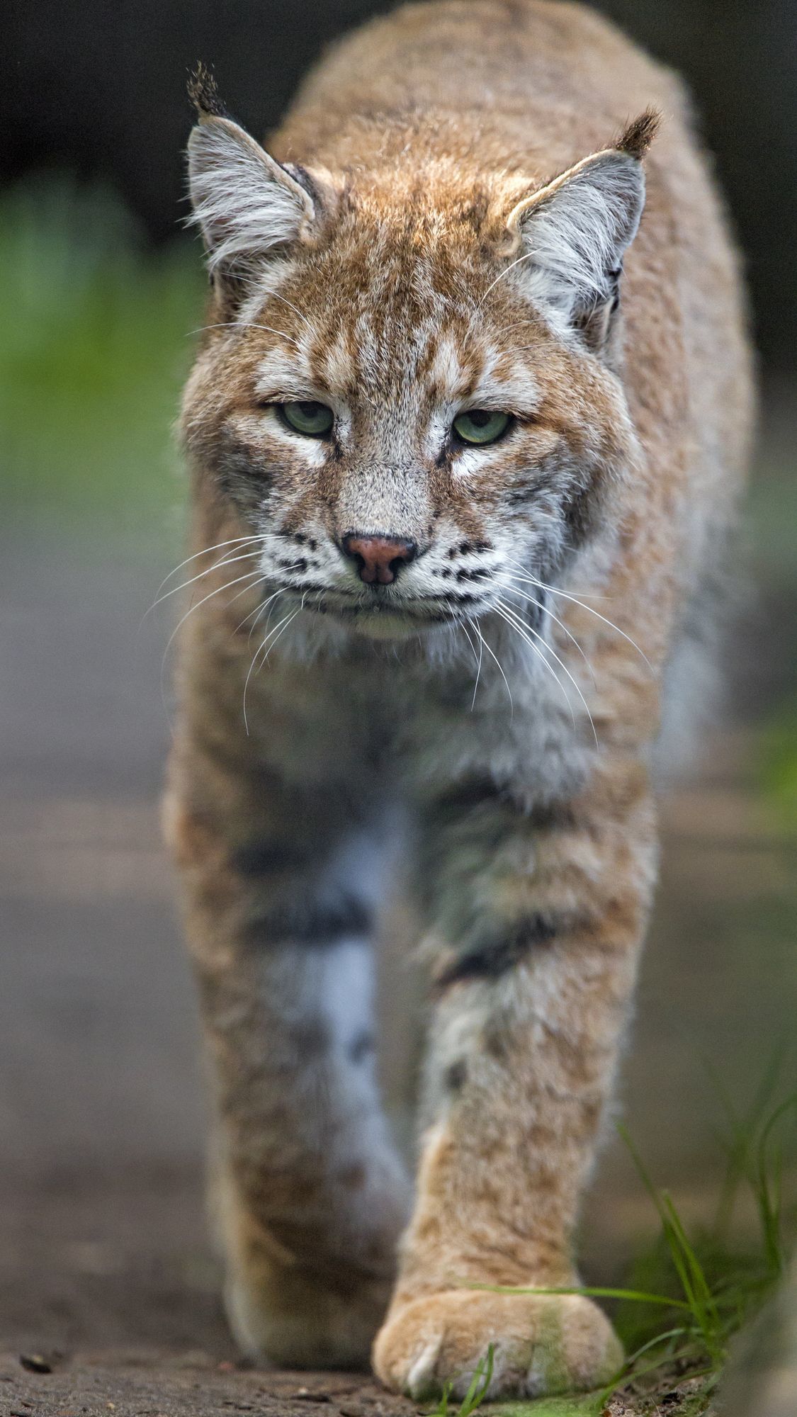 Lynx - Lynx, Small cats, Cat family, Animals, Zoo, The photo, Longpost, Sleepiness