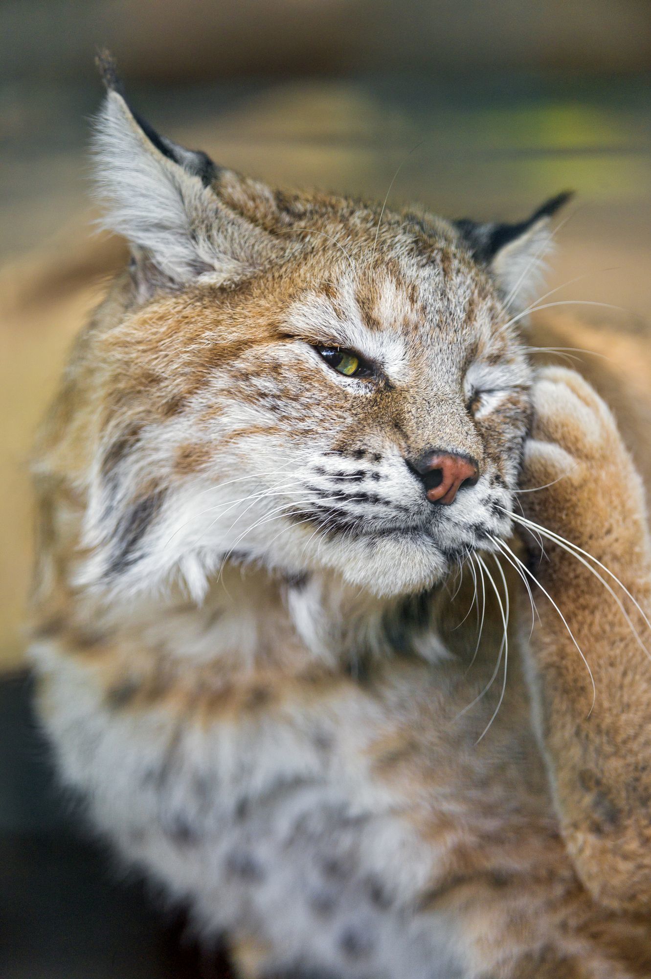 Lynx - Lynx, Small cats, Cat family, Animals, Zoo, The photo, Longpost, Sleepiness