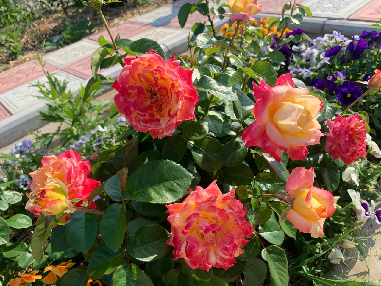 Last nitrogen fertilization for Roses in July - My, the Rose, Garden, Sprout, Feeding, Longpost