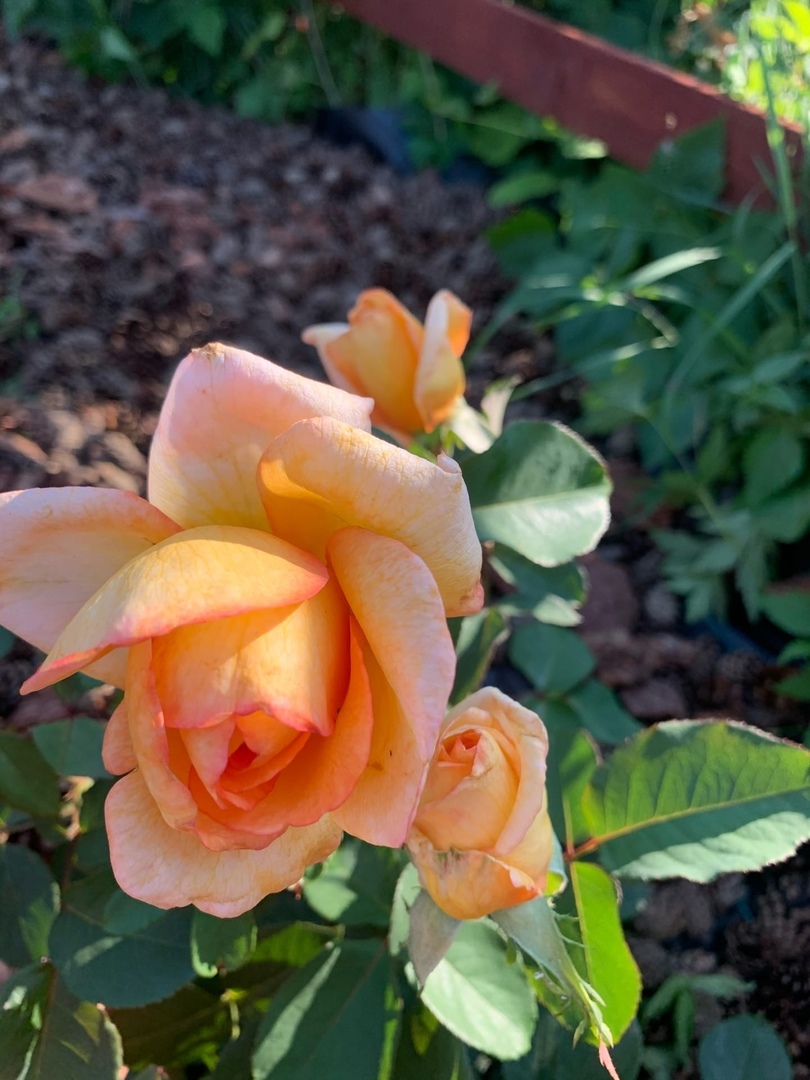 Last nitrogen fertilization for Roses in July - My, the Rose, Garden, Sprout, Feeding, Longpost