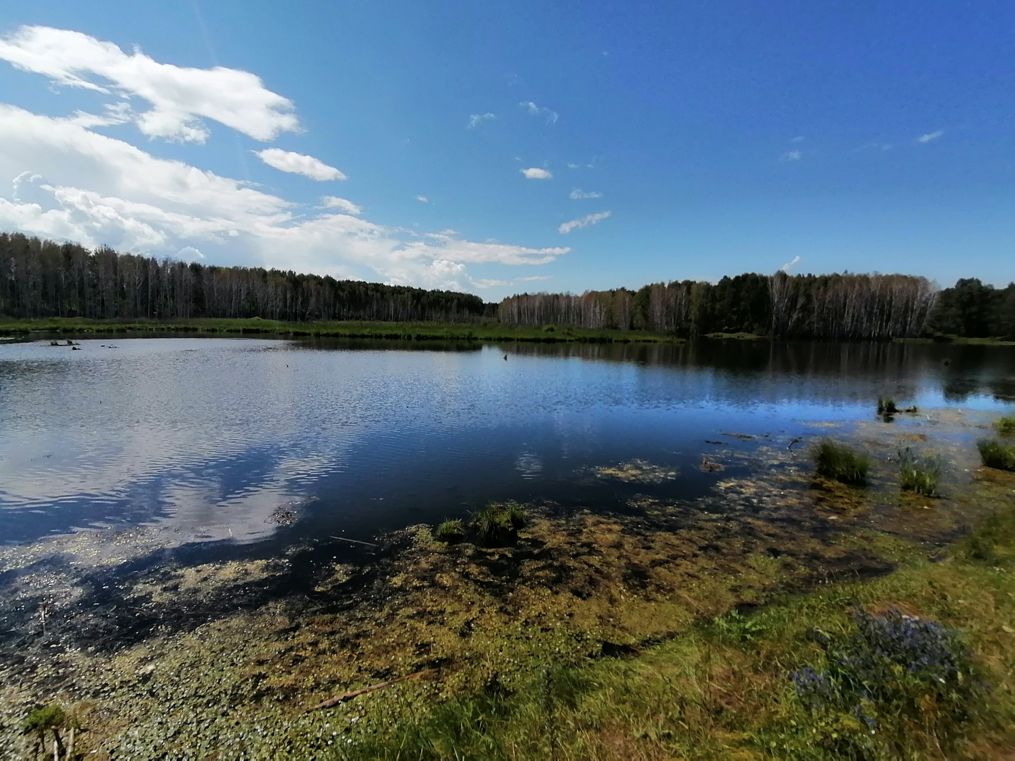 Swamp by the road - My, Swamp, Landscape, Nature, Water, Summer, Longpost