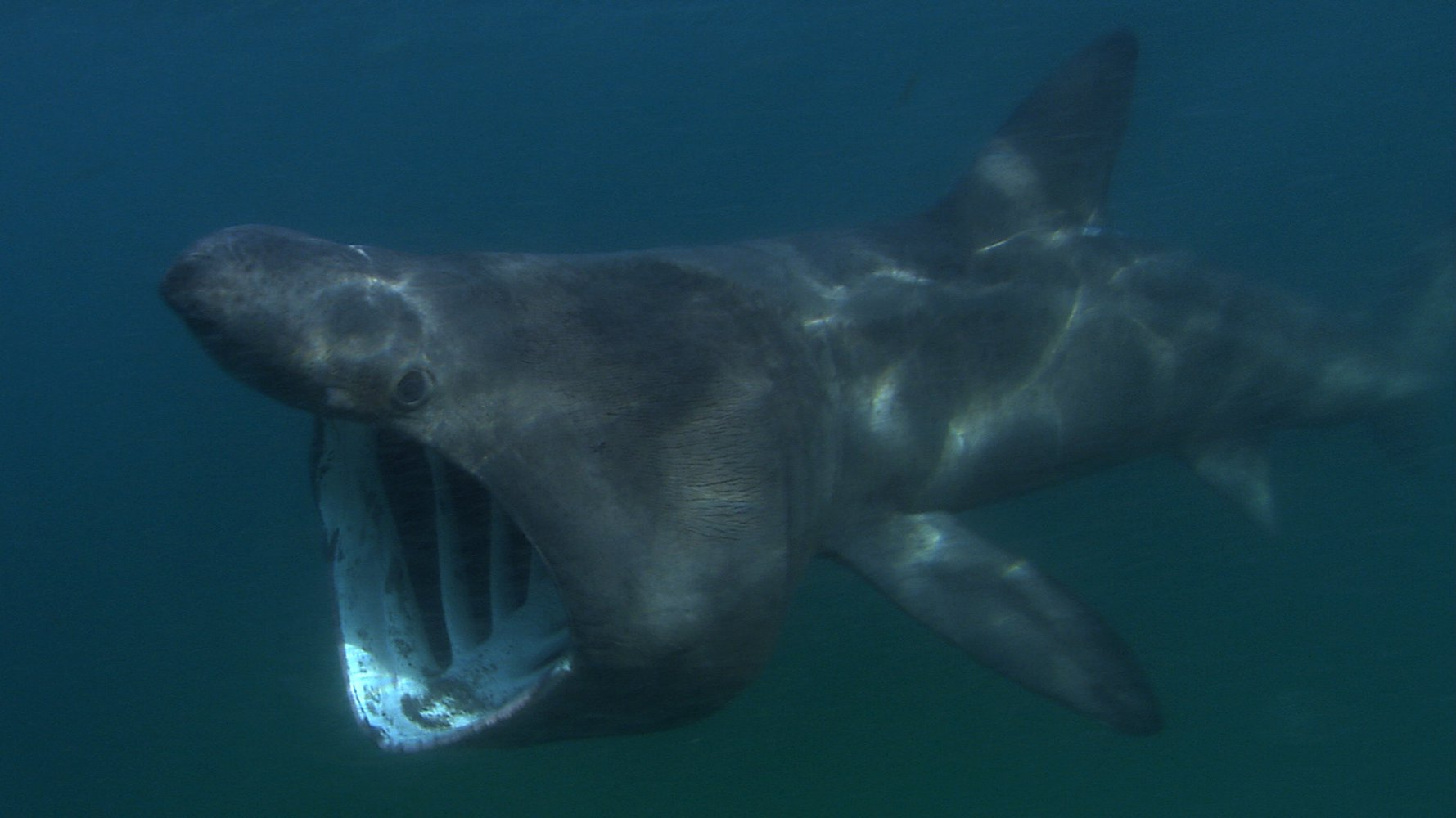 Giant sharks on the beach in Ireland - Shark, A fish, Wild animals, Beach, Ireland, Island, The bay, Rare view, , Vulnerability, The national geographic, Tik tok, Vertical video, Video, Longpost, No casualties