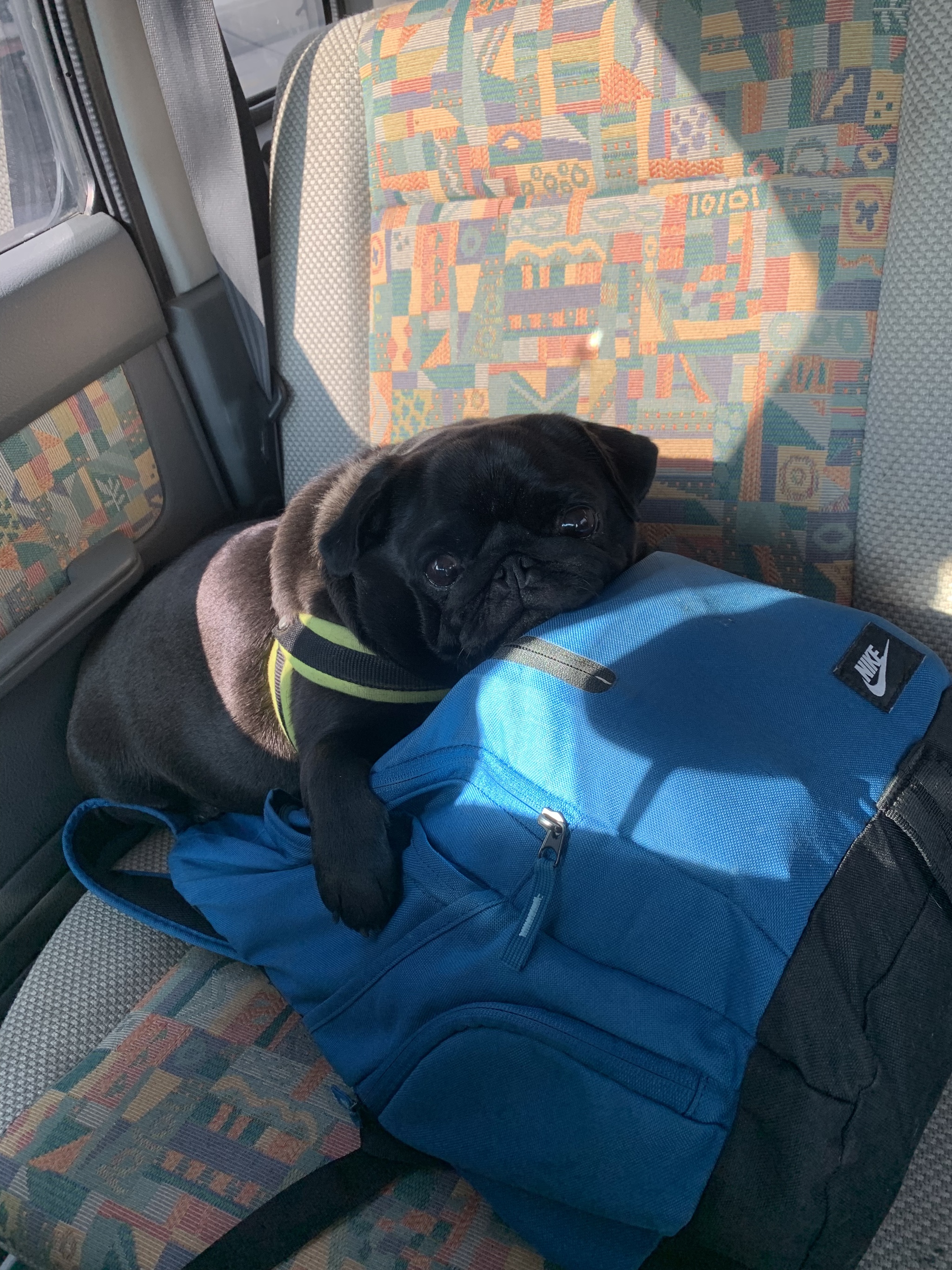 When visiting was so good that it was sad to leave - My, Pug, Road, Sadness, Guests, Pets, Dog