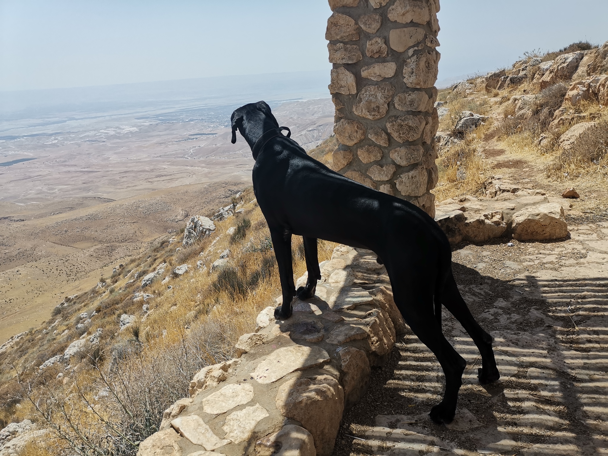 Morning walk - My, Giant schnauzer, Great Dane, Happiness, Pets, Nature, Longpost, Dog