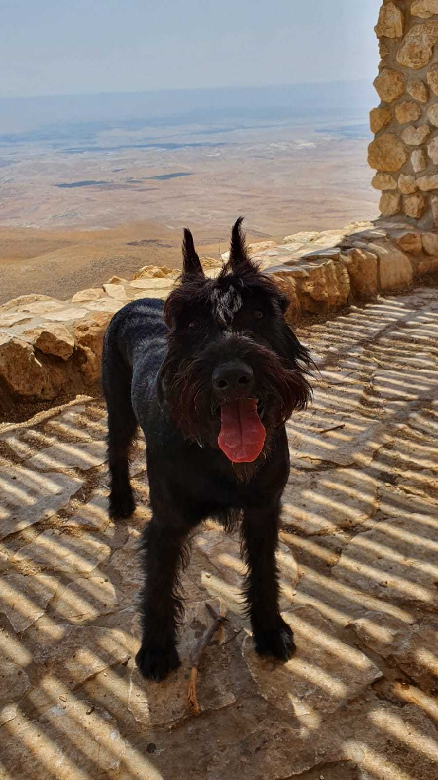 Morning walk - My, Giant schnauzer, Great Dane, Happiness, Pets, Nature, Longpost, Dog